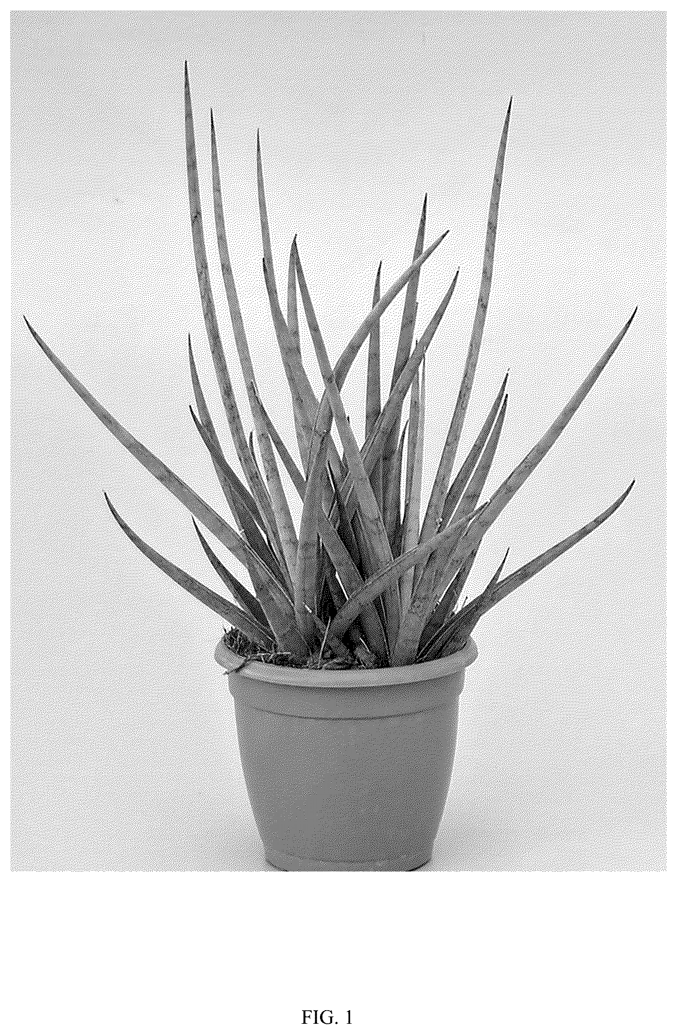 Patent USPP036862 Figure 1 – Sansevieria plant named ‘Hansoti60’