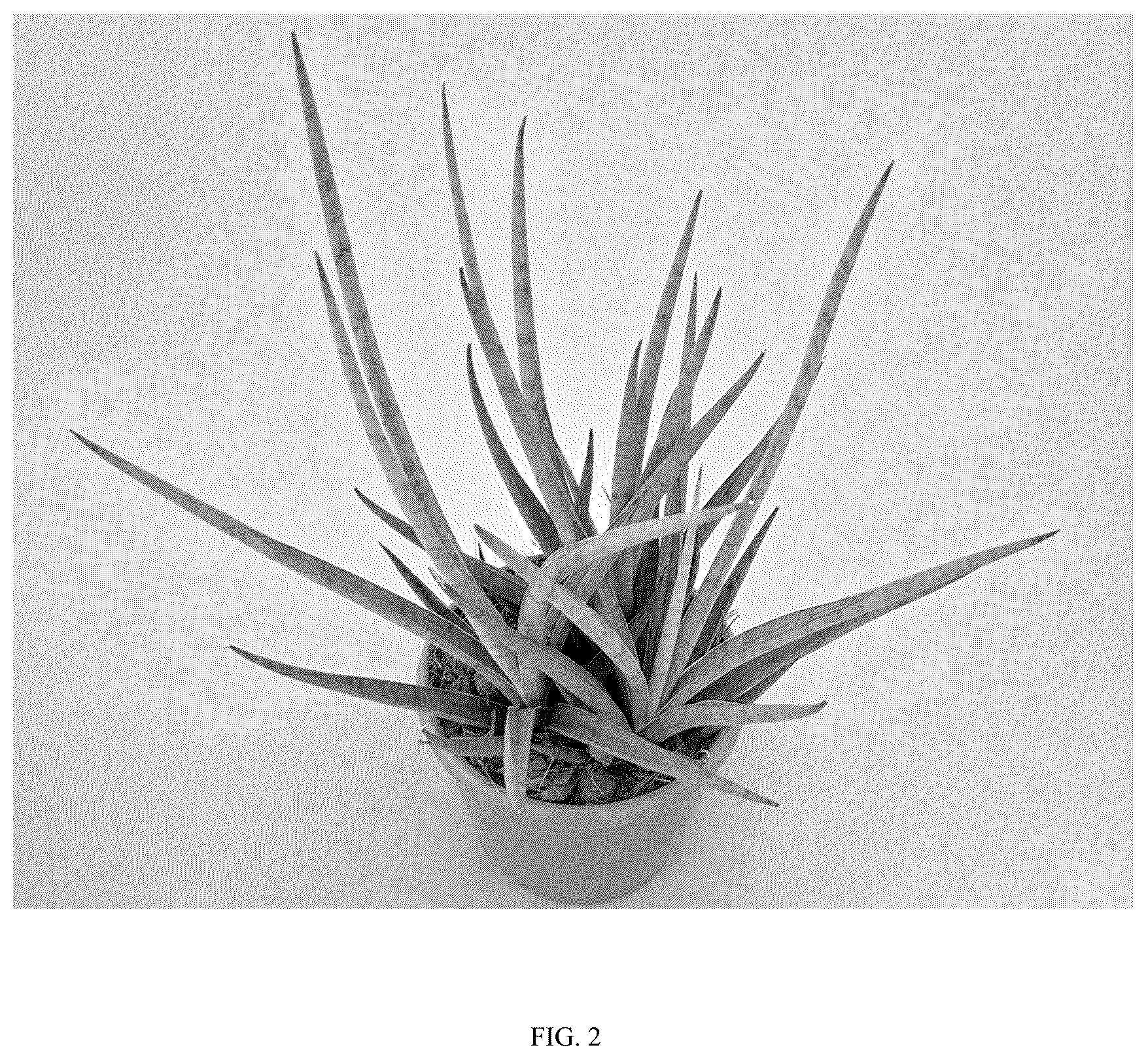 Patent USPP036862 Figure 2 – Sansevieria plant named ‘Hansoti60’