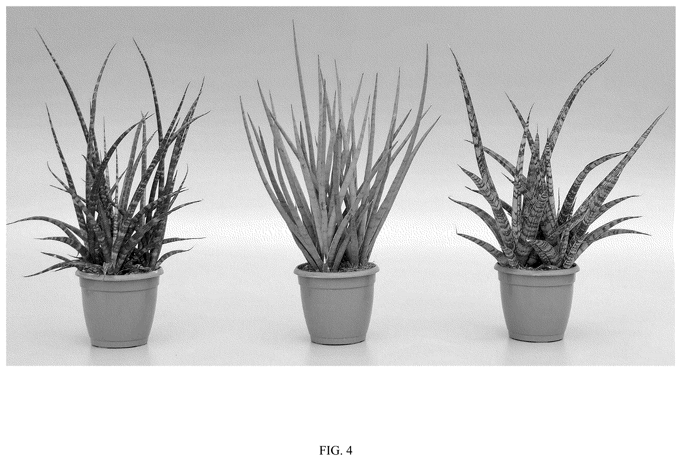 Patent USPP036862 Figure 4 – Sansevieria plant named ‘Hansoti60’