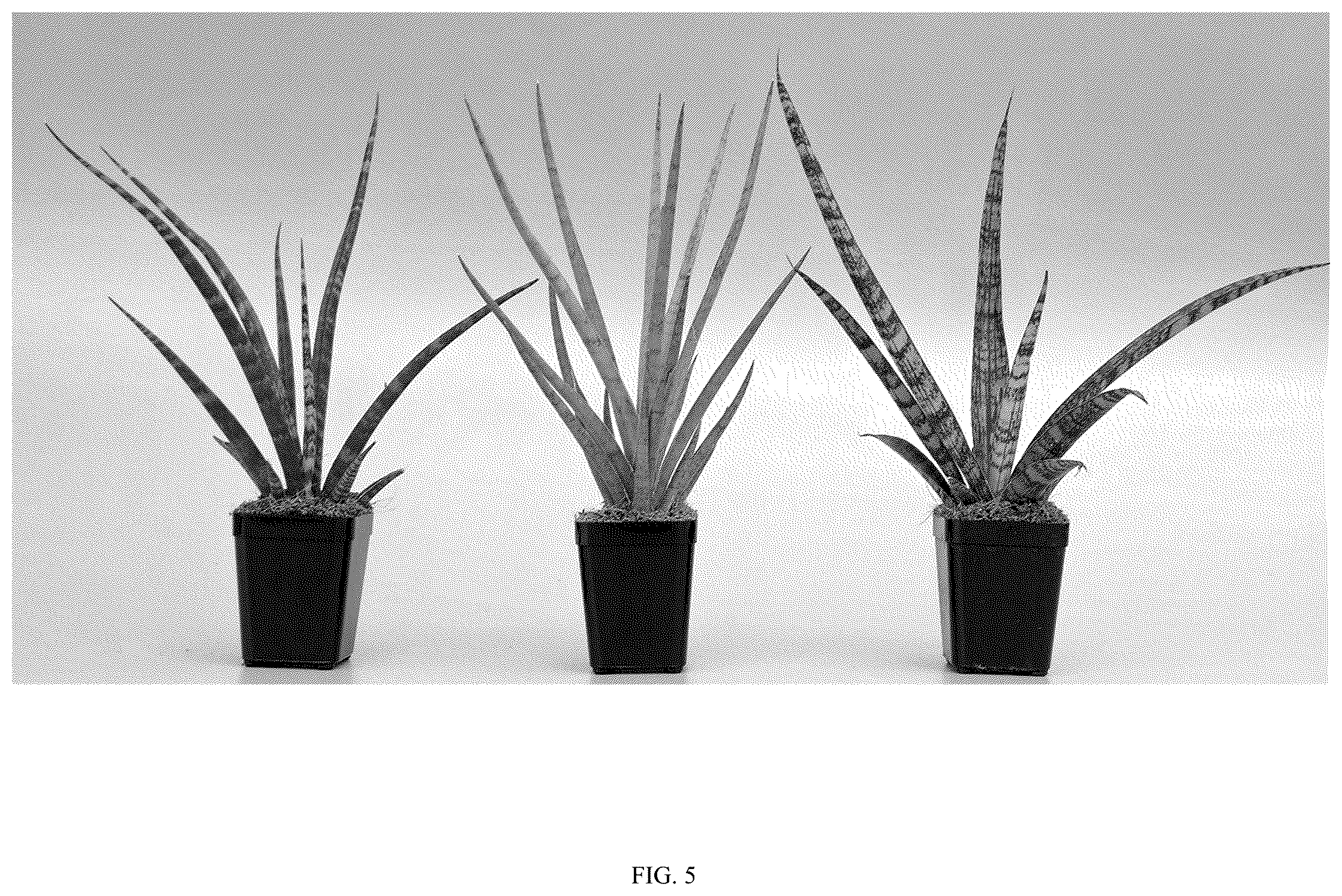 Patent USPP036862 Figure 5 – Sansevieria plant named ‘Hansoti60’
