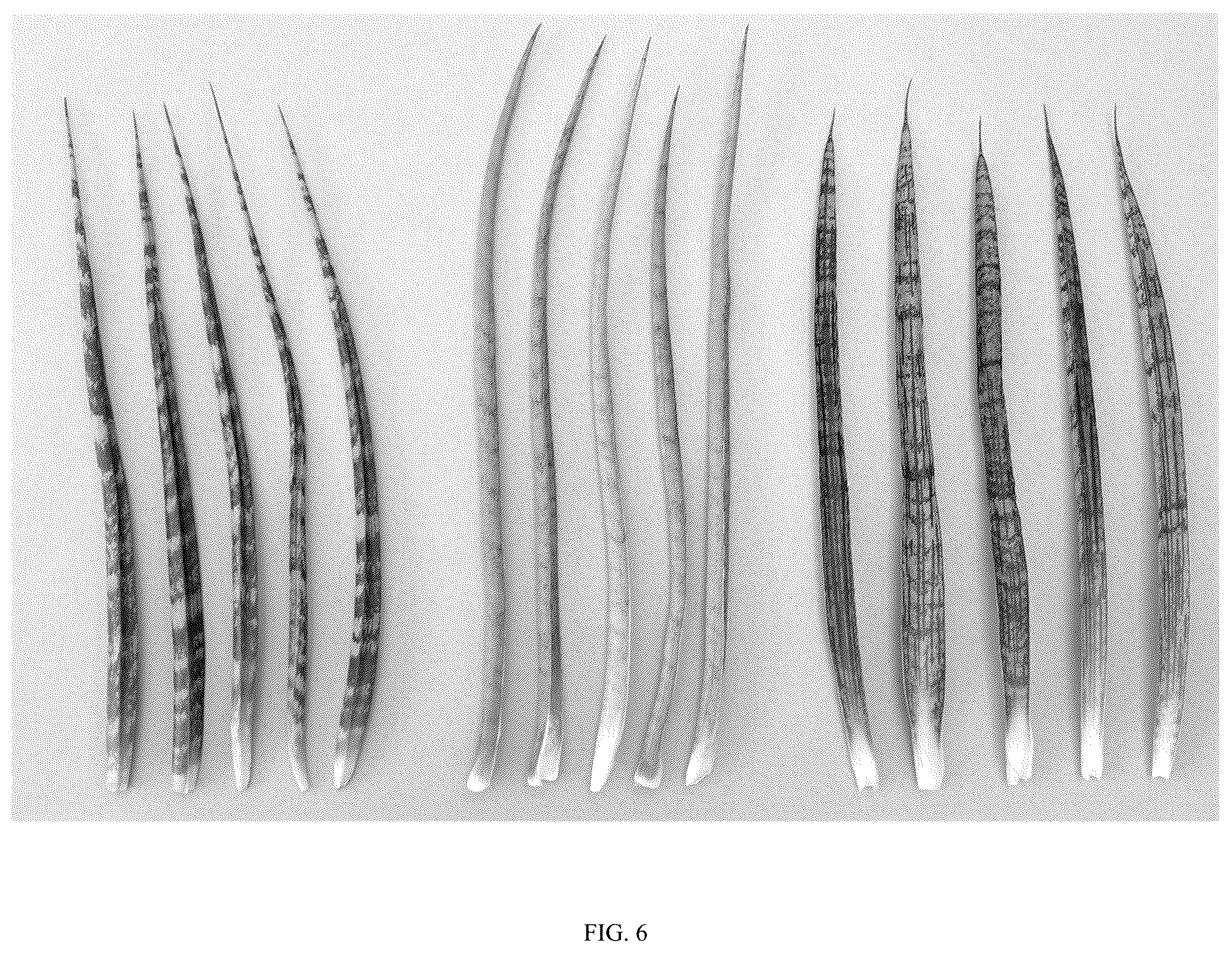 Patent USPP036862 Figure 6 – Sansevieria plant named ‘Hansoti60’