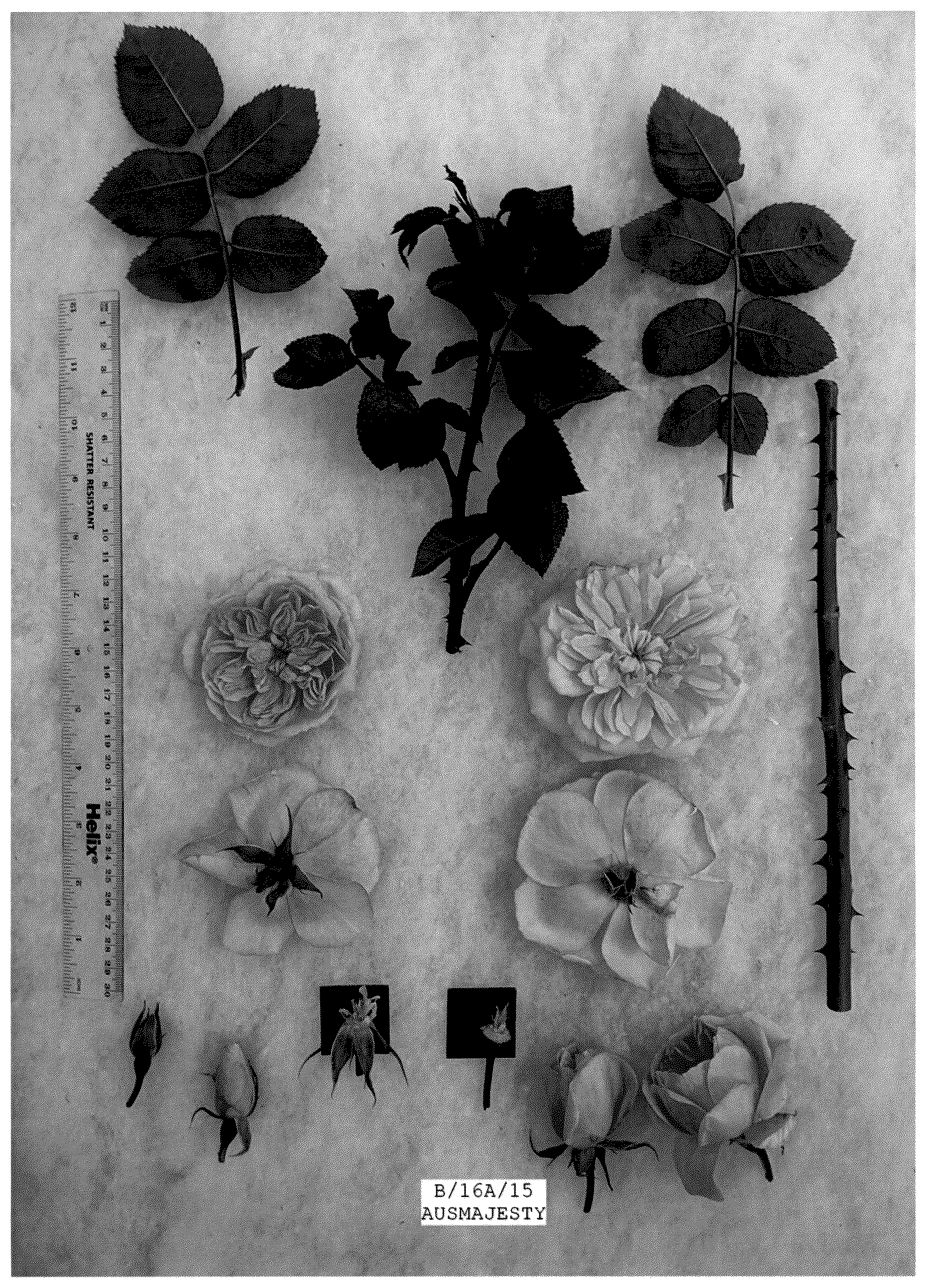 Patent USPP036871 Figure 1 – Rosa hybrida shrub plant named ‘AUSmajesty’