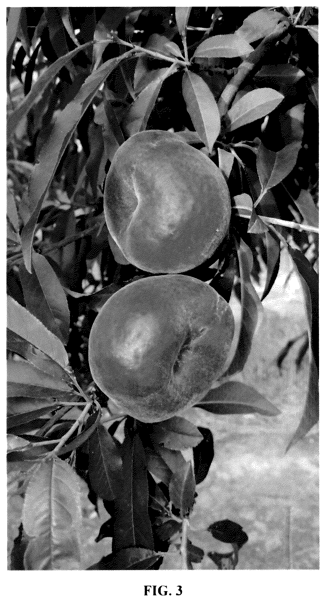 Patent USPP036872 Figure 3 – Peach tree named ‘Flat Delight Three’