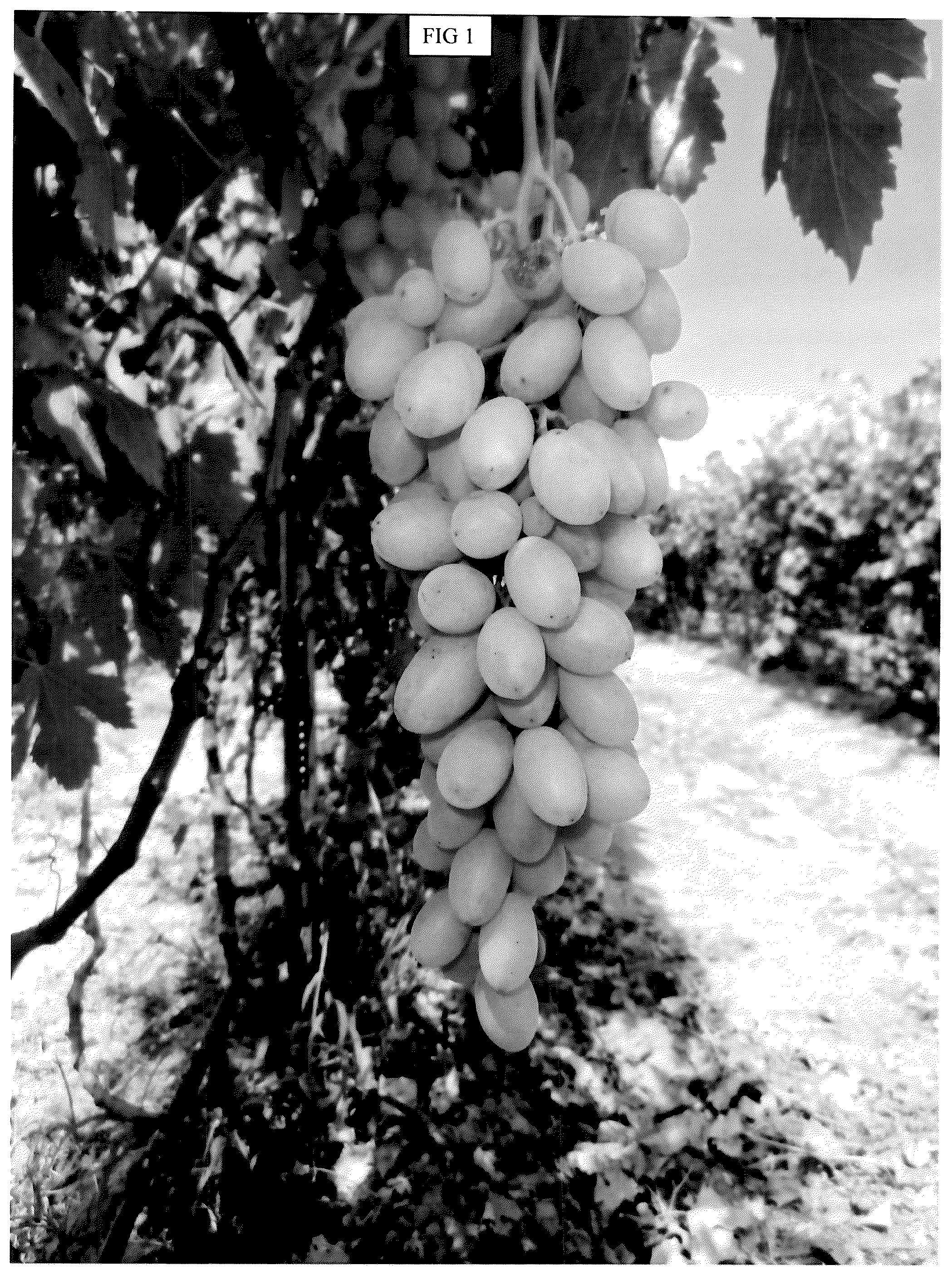 Patent USPP036873 Figure 1 – Grapevine plant named ‘SV34-130-92’