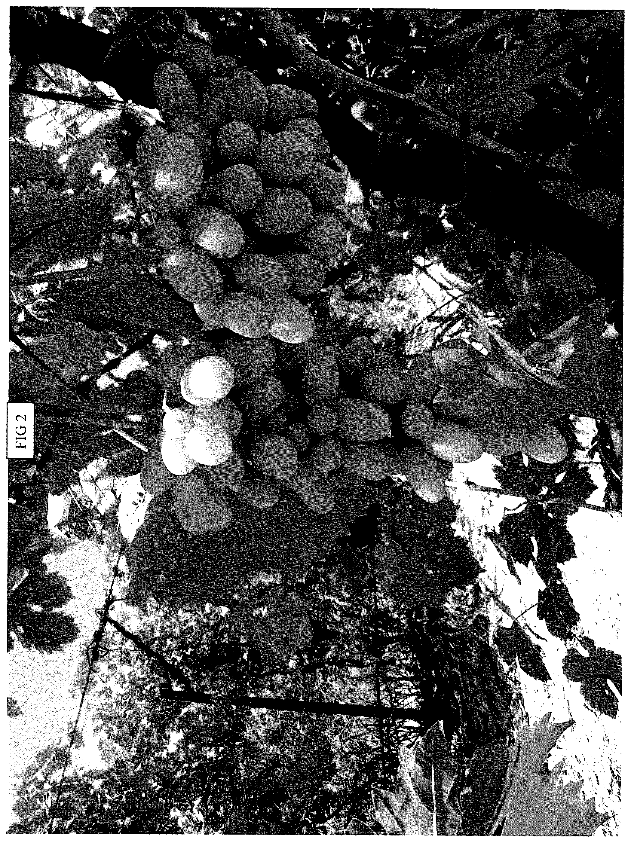 Patent USPP036873 Figure 2 – Grapevine plant named ‘SV34-130-92’