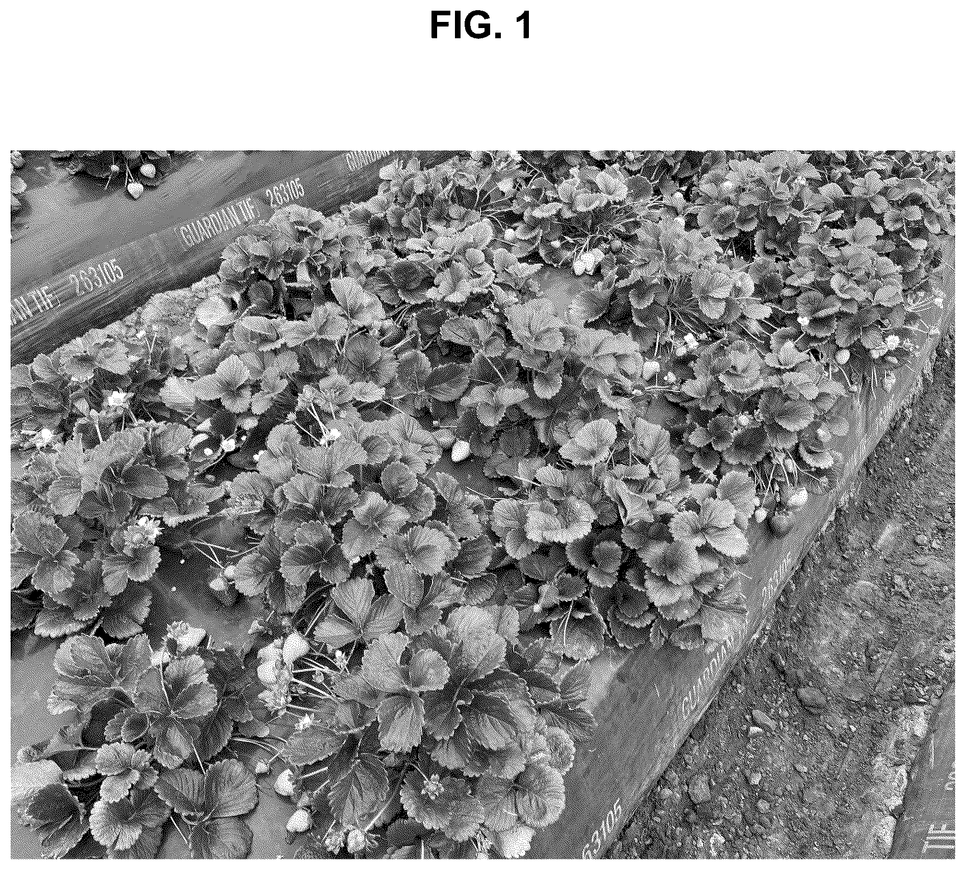 Patent USPP036874 — Strawberry plant named ‘BG-12.3254’ — Figure 1