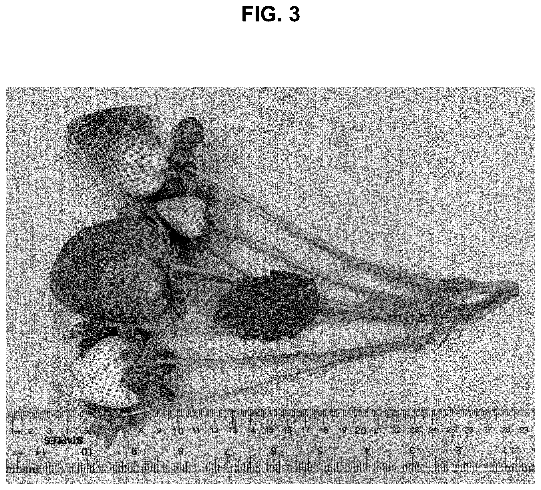 Patent USPP036874 Figure 3 – Strawberry plant named ‘BG-12.3254’