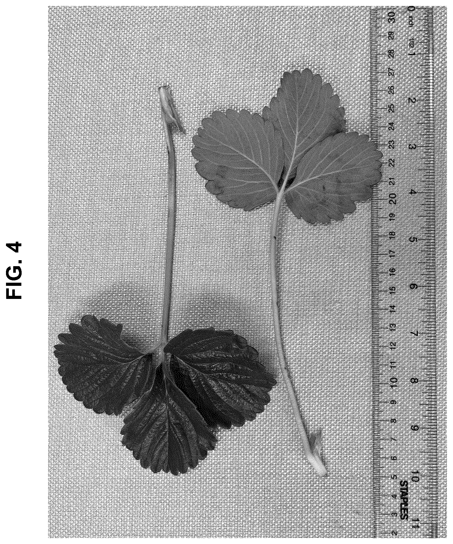 Patent USPP036874 Figure 4 – Strawberry plant named ‘BG-12.3254’