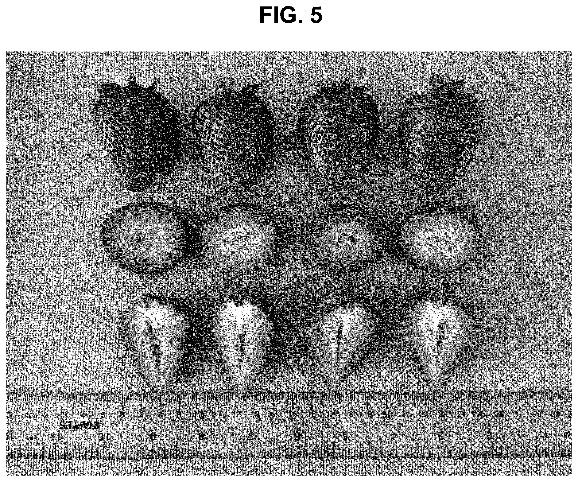 Patent USPP036874 Figure 5 – Strawberry plant named ‘BG-12.3254’