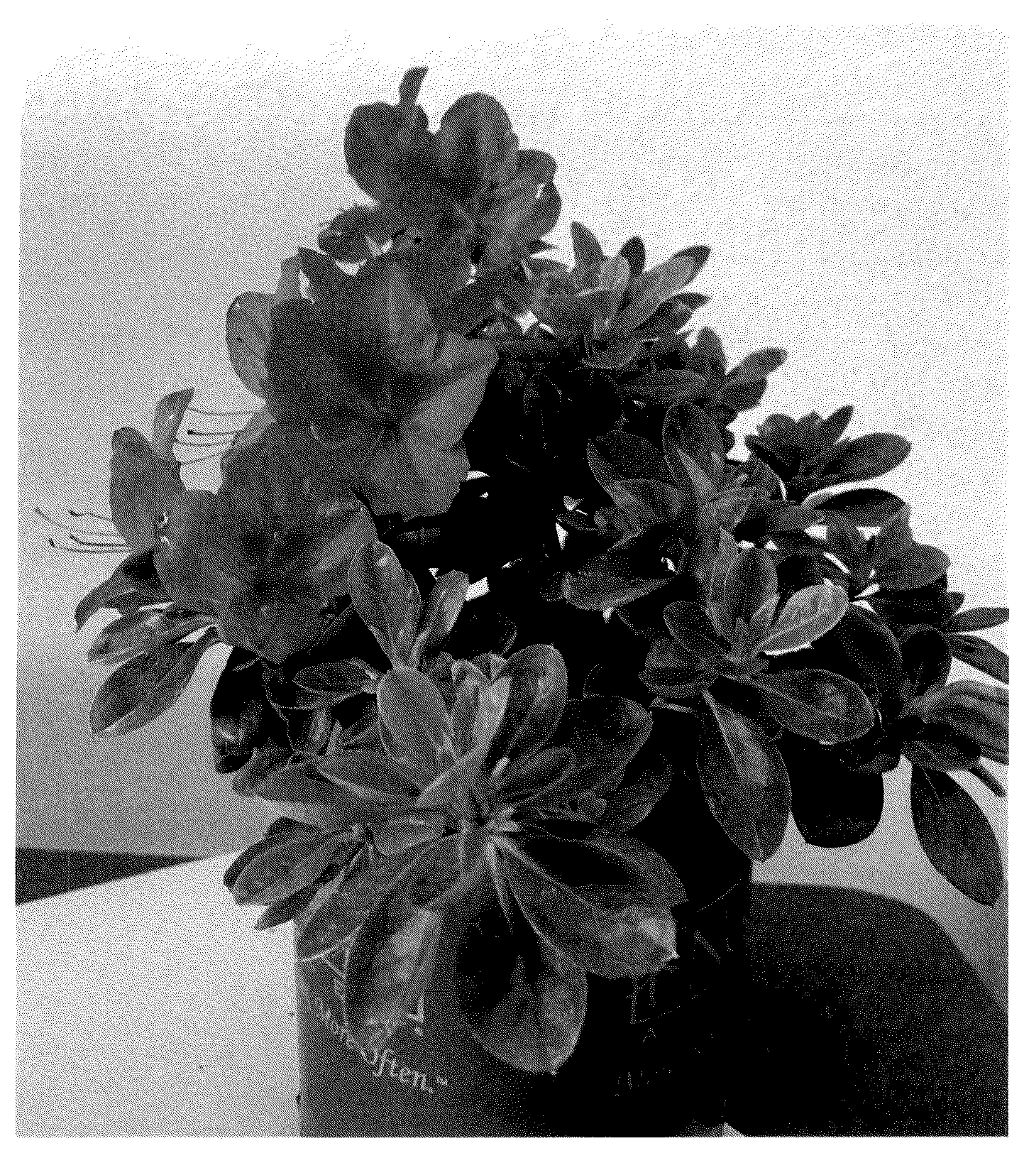 Patent USPP036875 — Rhododendron plant named ‘ROBLEZG’ — Figure 1