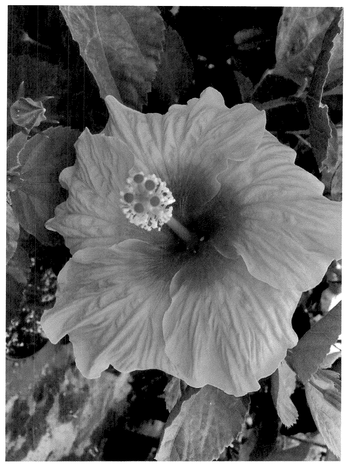 Patent USPP036876 Figure 1 – Hibiscus plant named ‘ALTpinky’