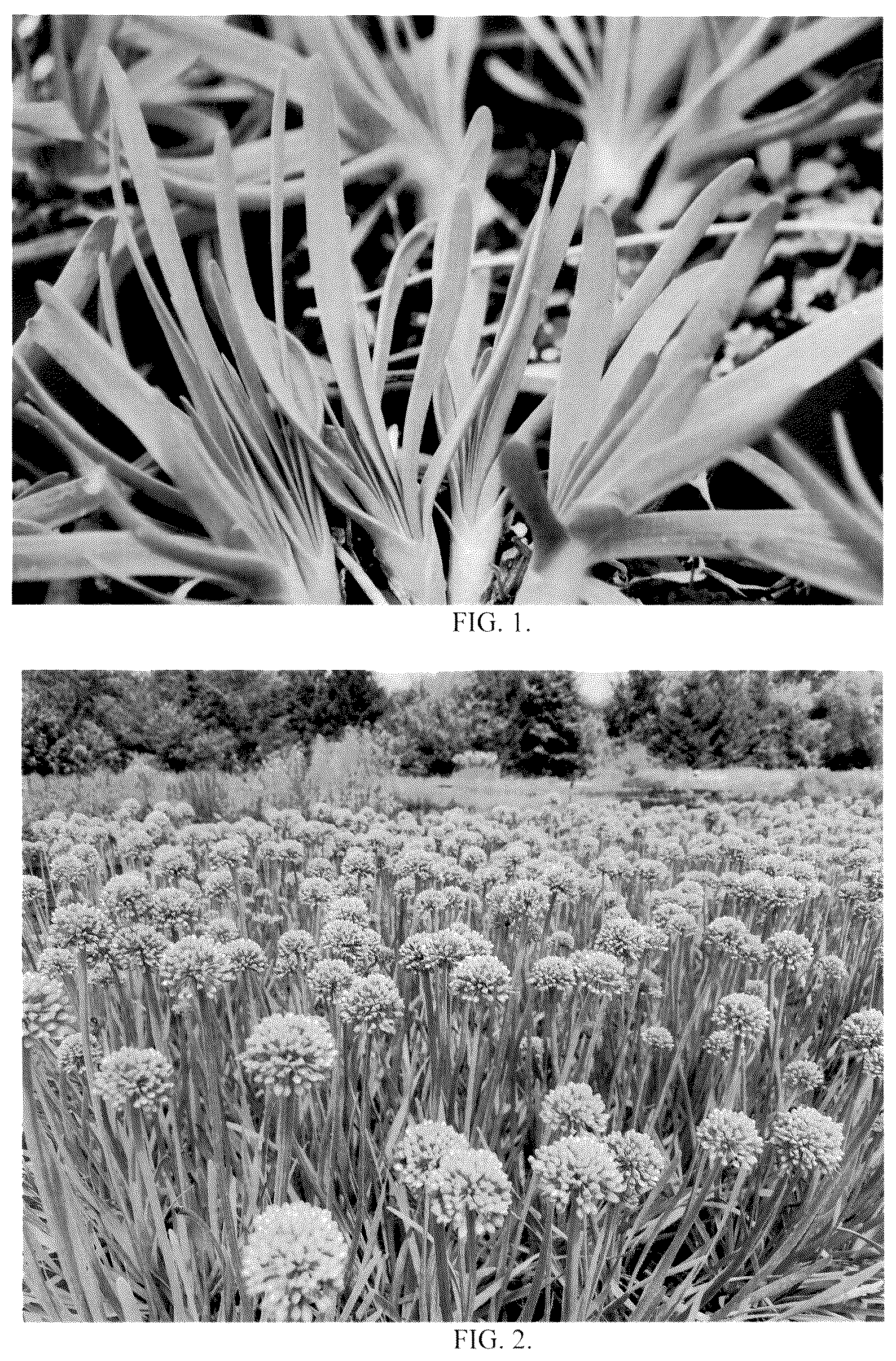 Patent USPP036877 Figure 1 – Allium hybrid plant named ‘New Moon’