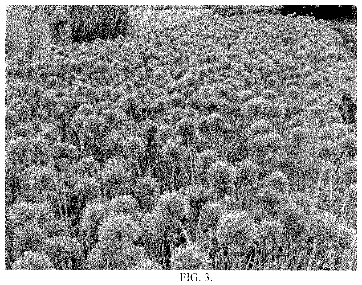 Patent USPP036877 Figure 2 – Allium hybrid plant named ‘New Moon’