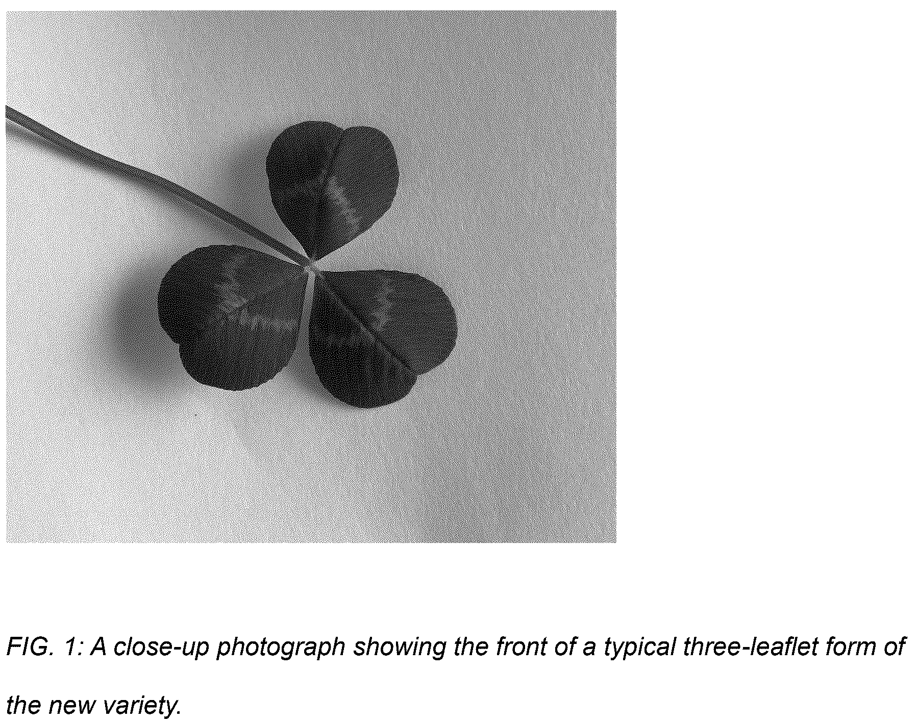 Patent USPP036878 — Trifolium plant named ‘Coretta Clover’ — Figure 1