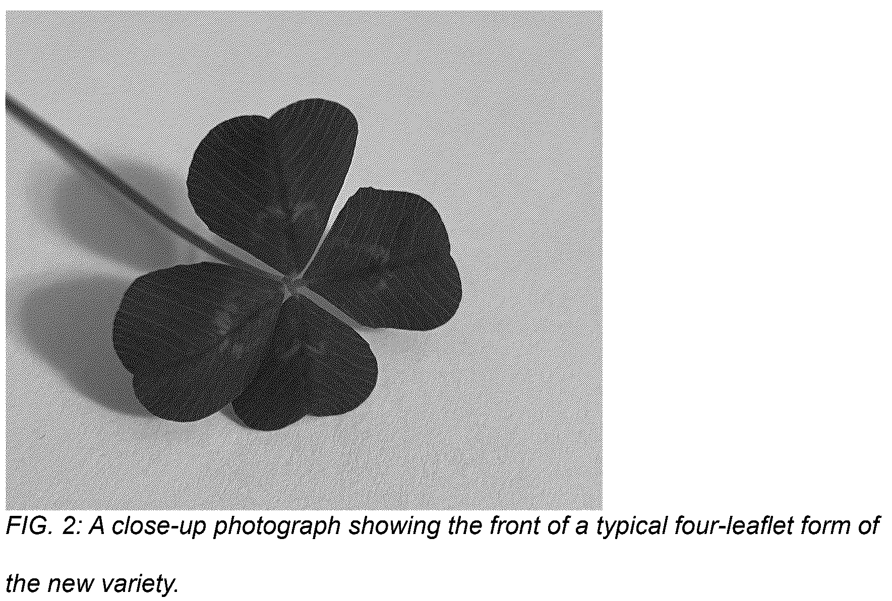 Patent USPP036878 Figure 2 – Trifolium plant named ‘Coretta Clover’