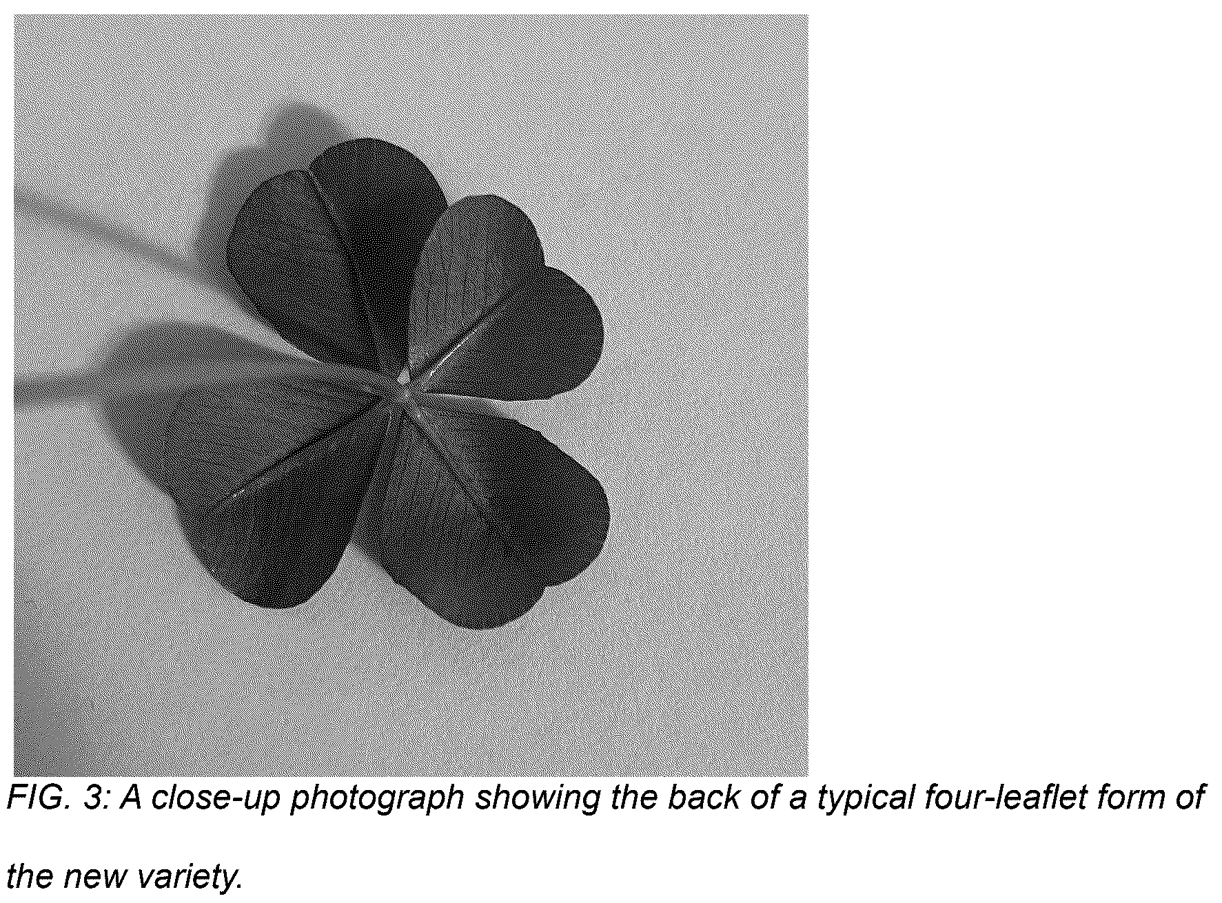 Patent USPP036878 Figure 3 – Trifolium plant named ‘Coretta Clover’