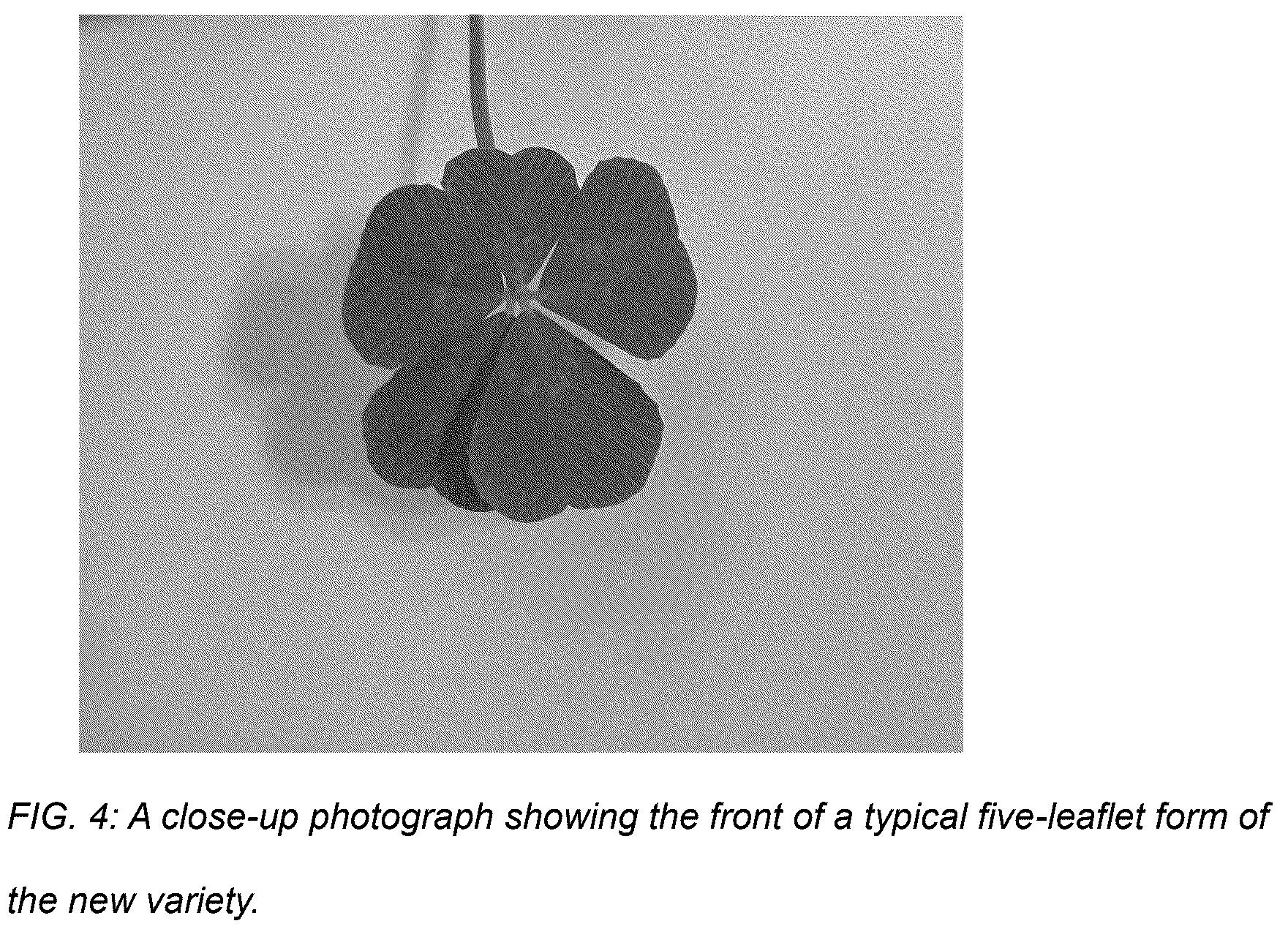 Patent USPP036878 Figure 4 – Trifolium plant named ‘Coretta Clover’