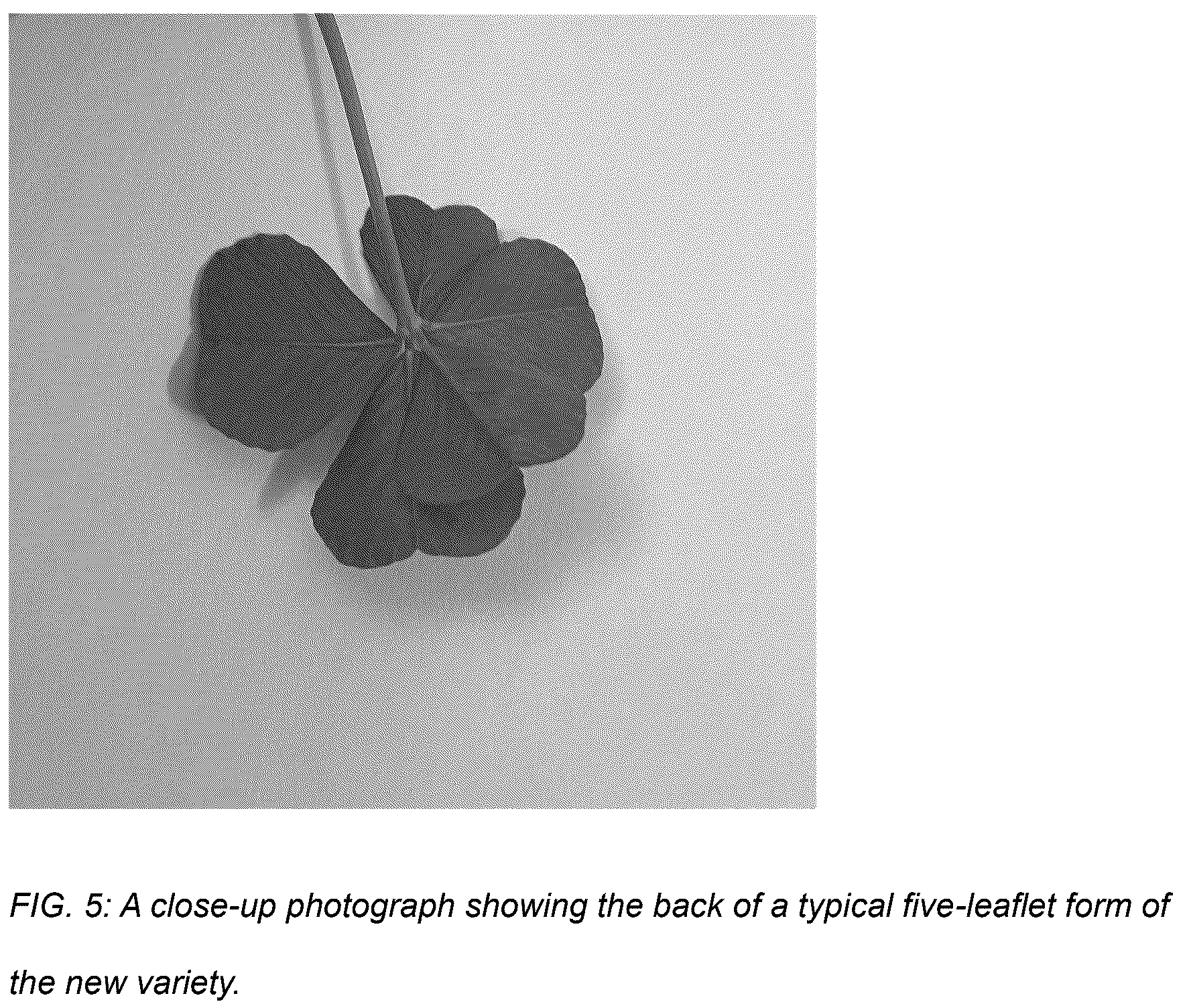 Patent USPP036878 Figure 5 – Trifolium plant named ‘Coretta Clover’