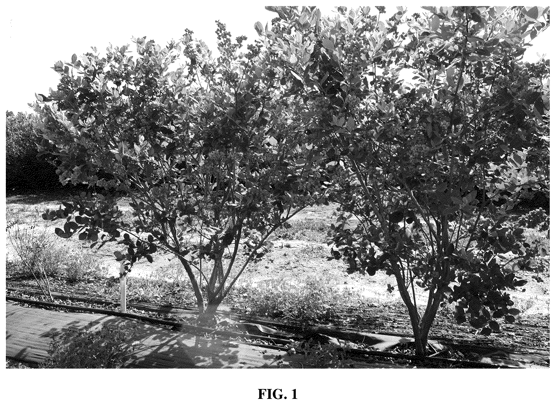 Patent USPP036879 Figure 1 – Blueberry plant named ‘FL16-754’
