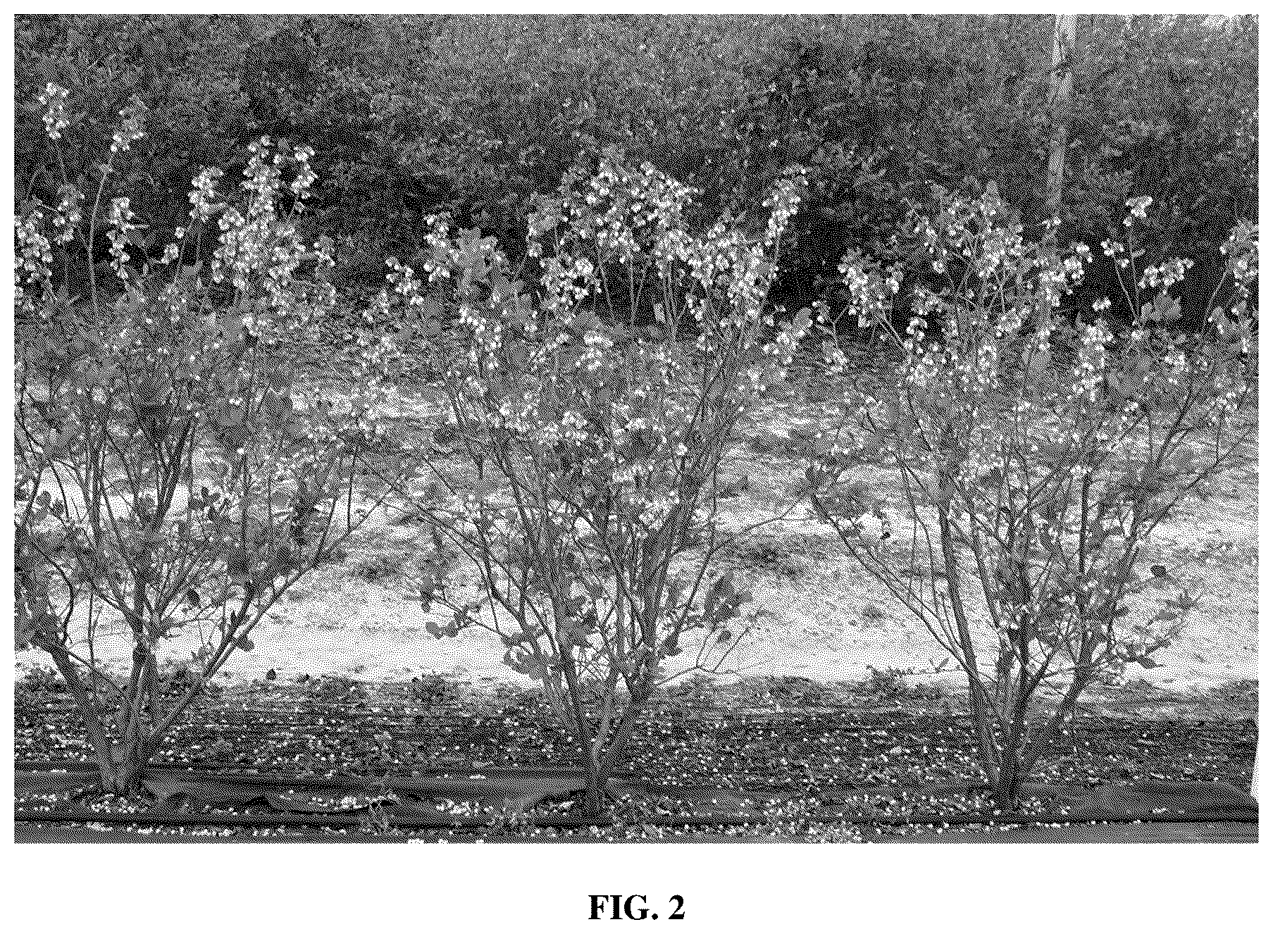 Patent USPP036879 Figure 2 – Blueberry plant named ‘FL16-754’