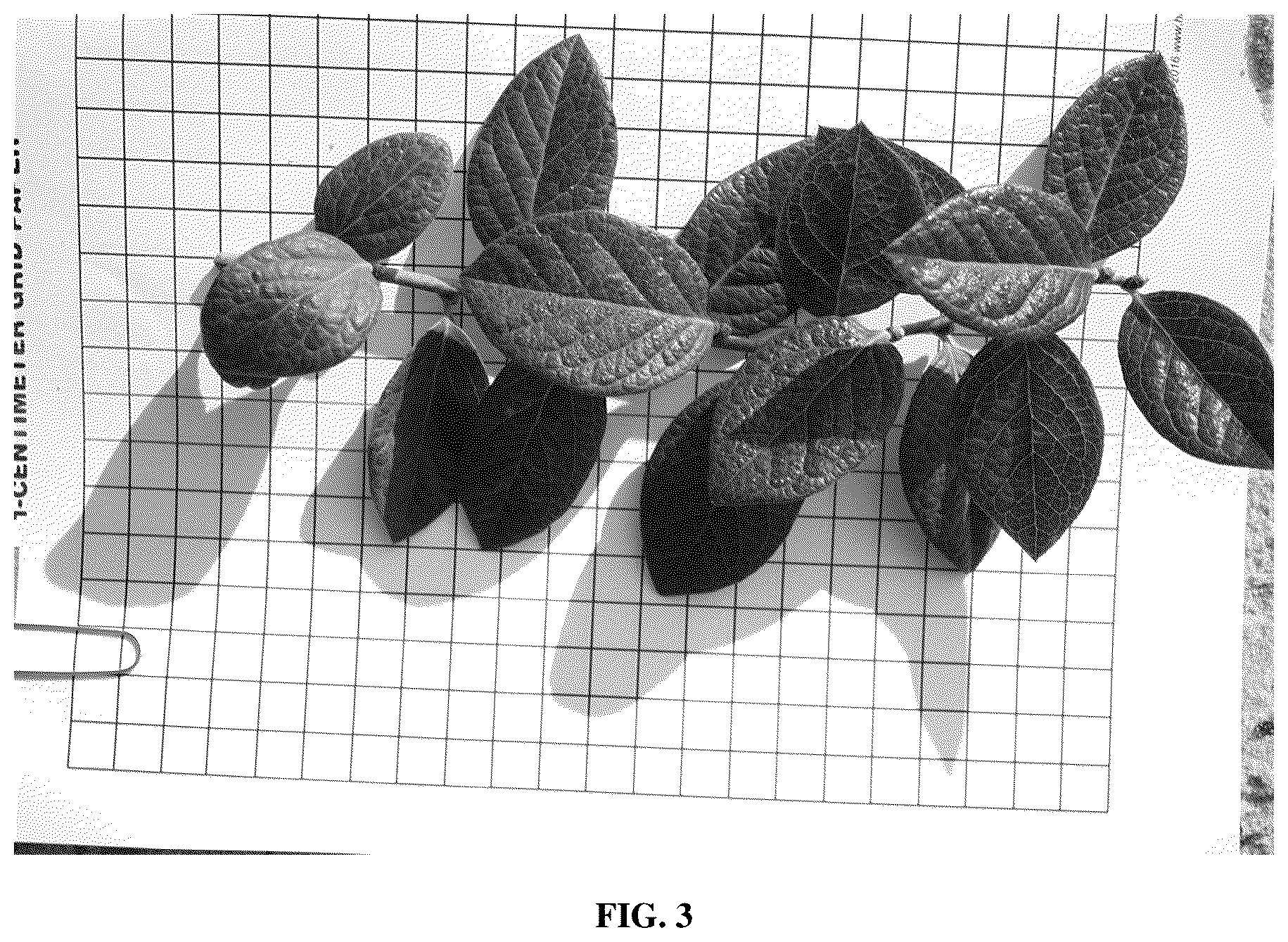 Patent USPP036879 Figure 3 – Blueberry plant named ‘FL16-754’