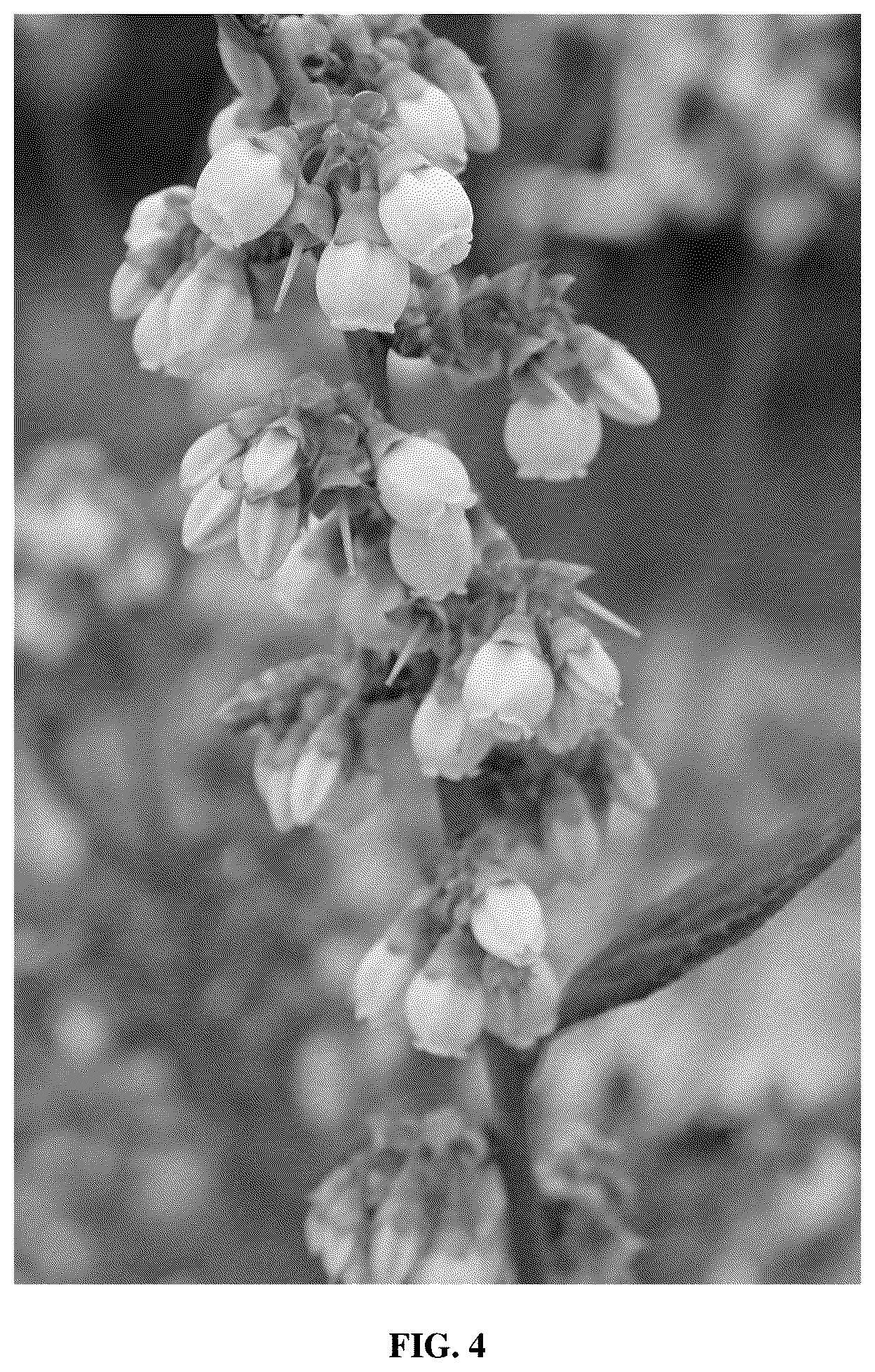 Patent USPP036879 Figure 4 – Blueberry plant named ‘FL16-754’