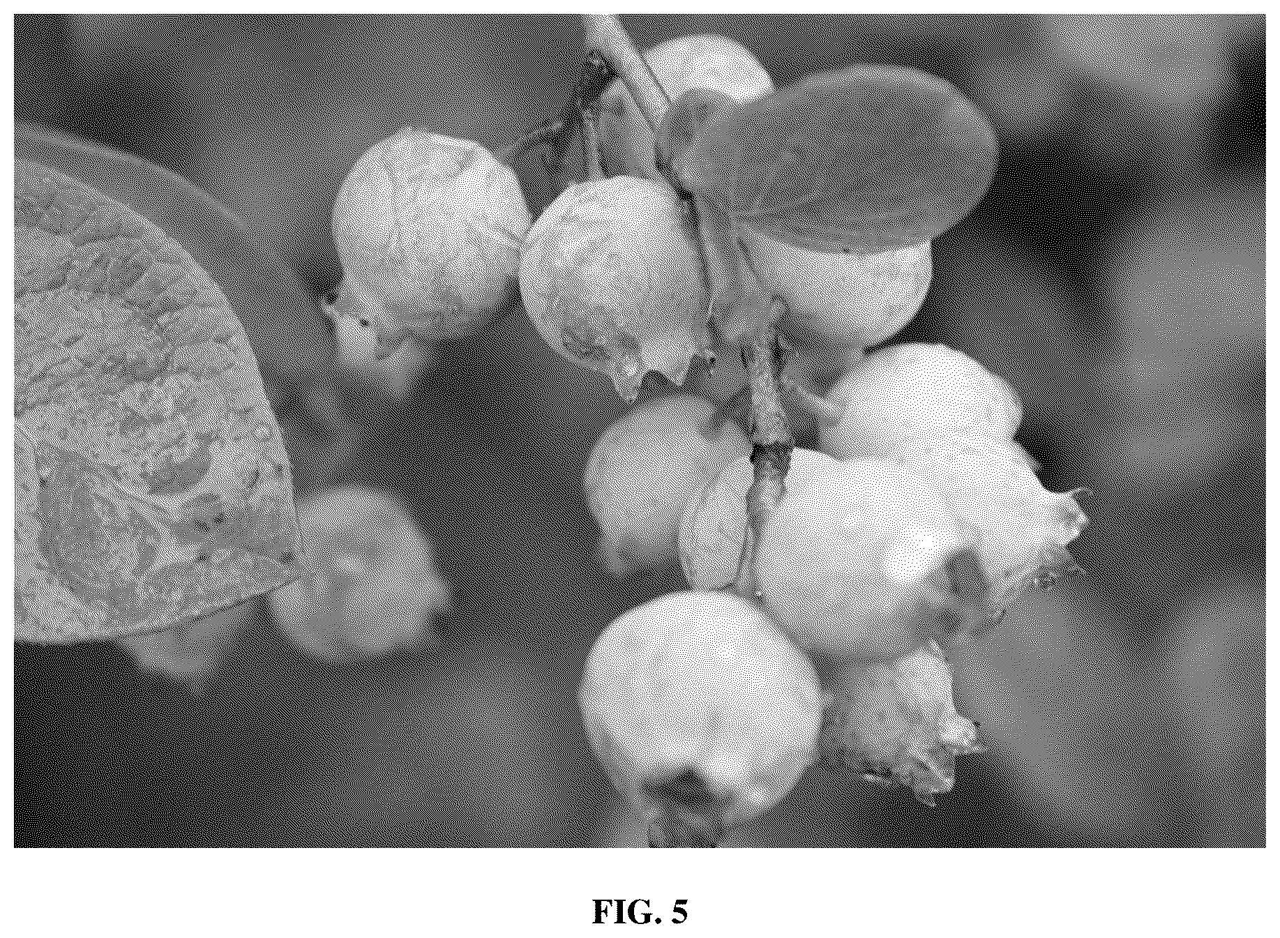 Patent USPP036879 Figure 5 – Blueberry plant named ‘FL16-754’