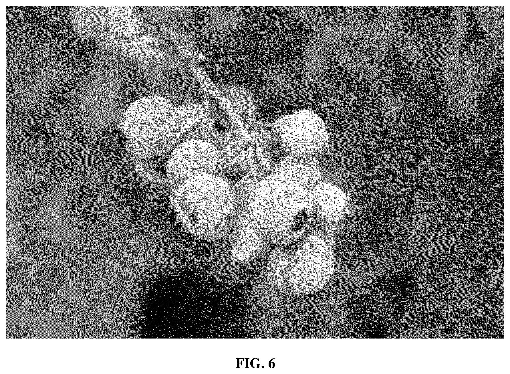 Patent USPP036879 Figure 6 – Blueberry plant named ‘FL16-754’