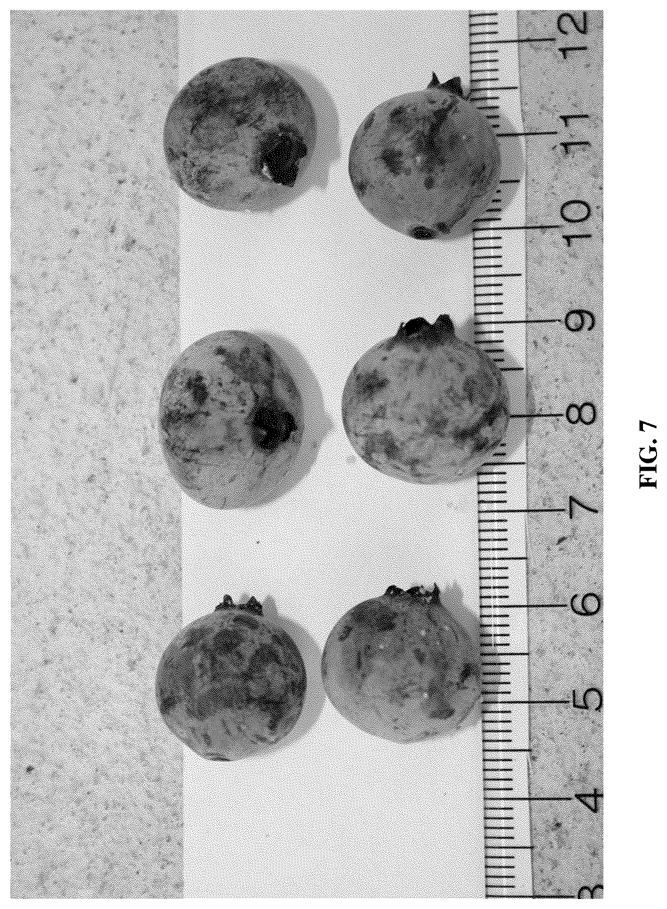 Patent USPP036879 Figure 7 – Blueberry plant named ‘FL16-754’