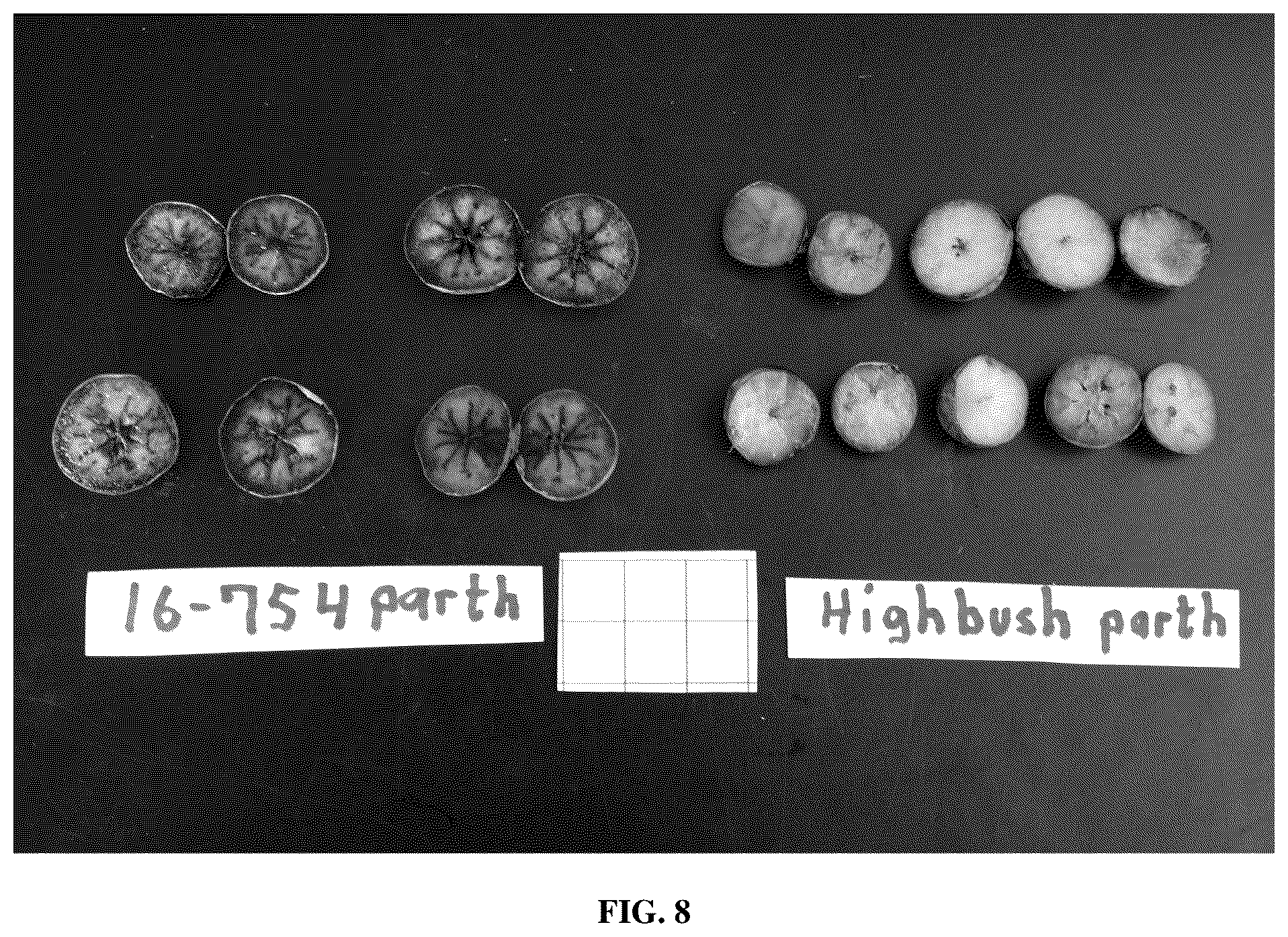 Patent USPP036879 Figure 8 – Blueberry plant named ‘FL16-754’