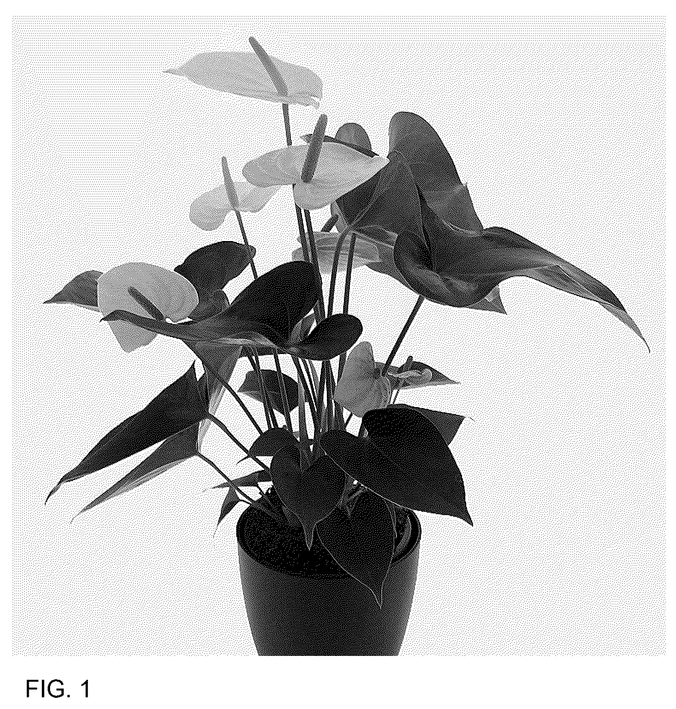 Patent USPP036880 Figure 1 – Anthurium plant named ‘AN2192908’