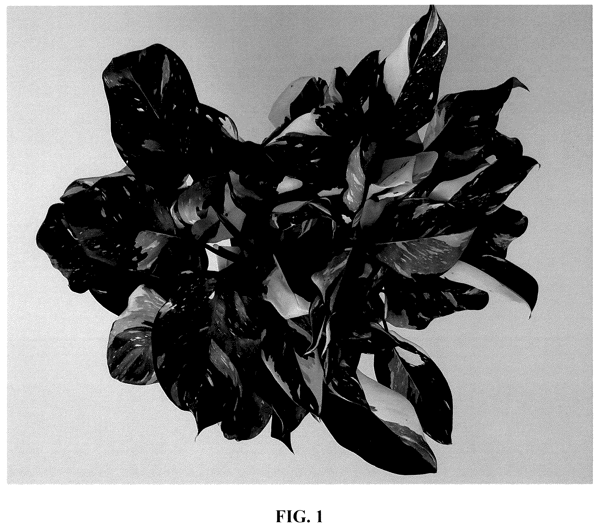 Patent USPP036881 Figure 1 – Philodendron plant named ‘EM0003’
