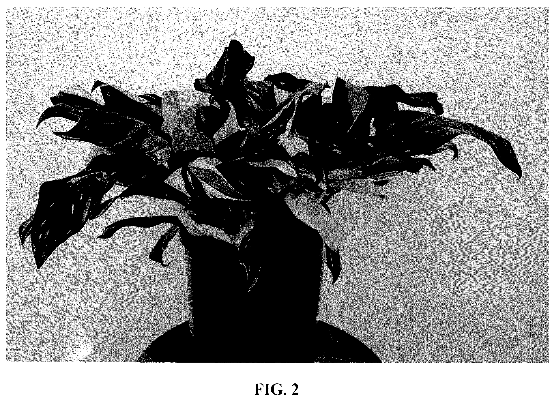 Patent USPP036881 Figure 2 – Philodendron plant named ‘EM0003’