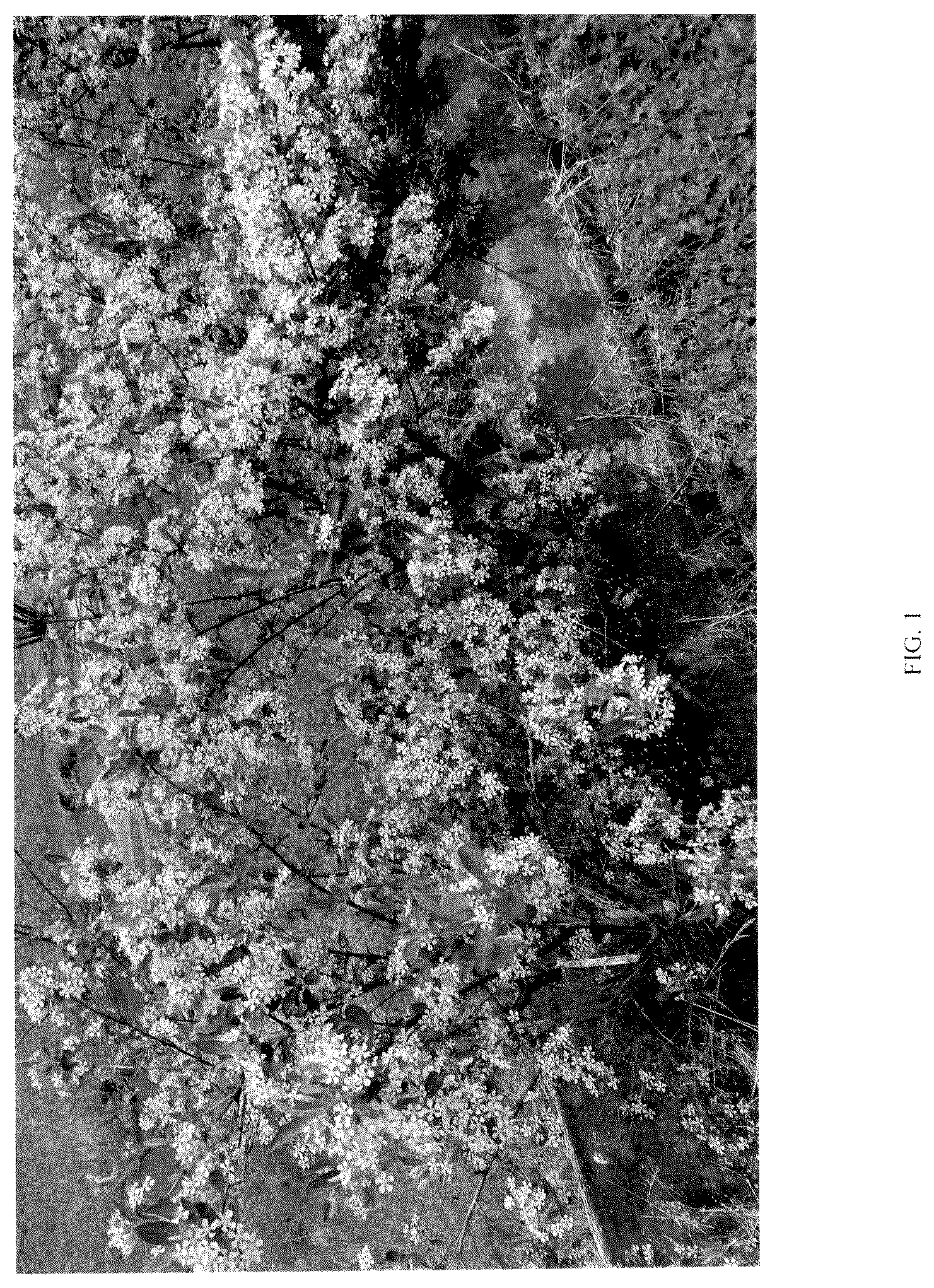 Patent USPP036882 Figure 1 – Aronia plant named ‘UCONNAA001’