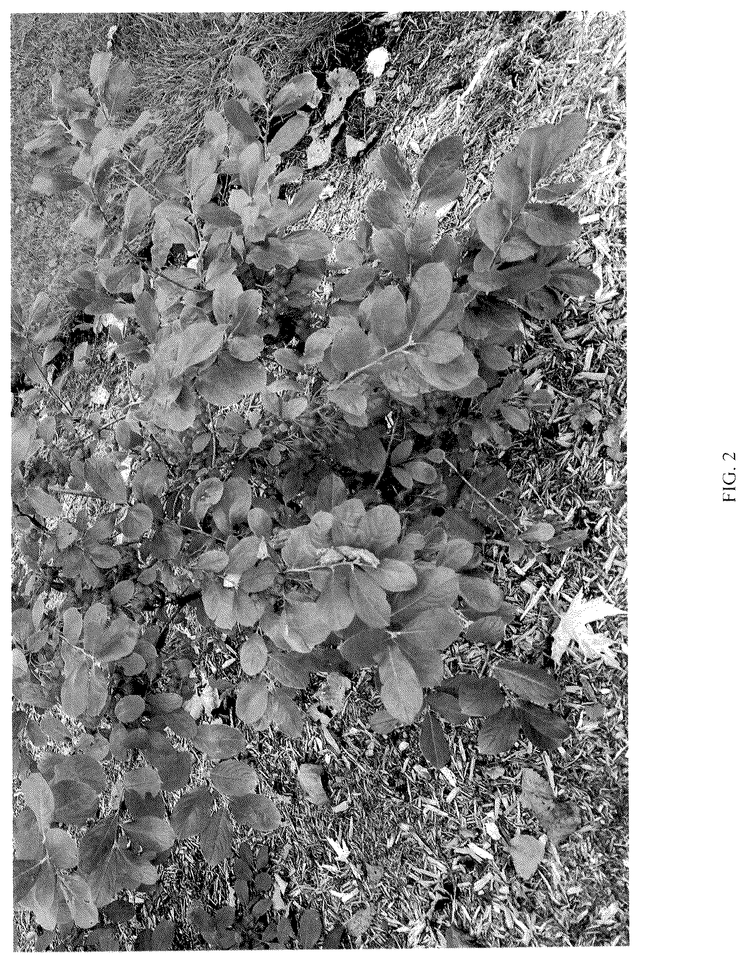 Patent USPP036882 Figure 2 – Aronia plant named ‘UCONNAA001’