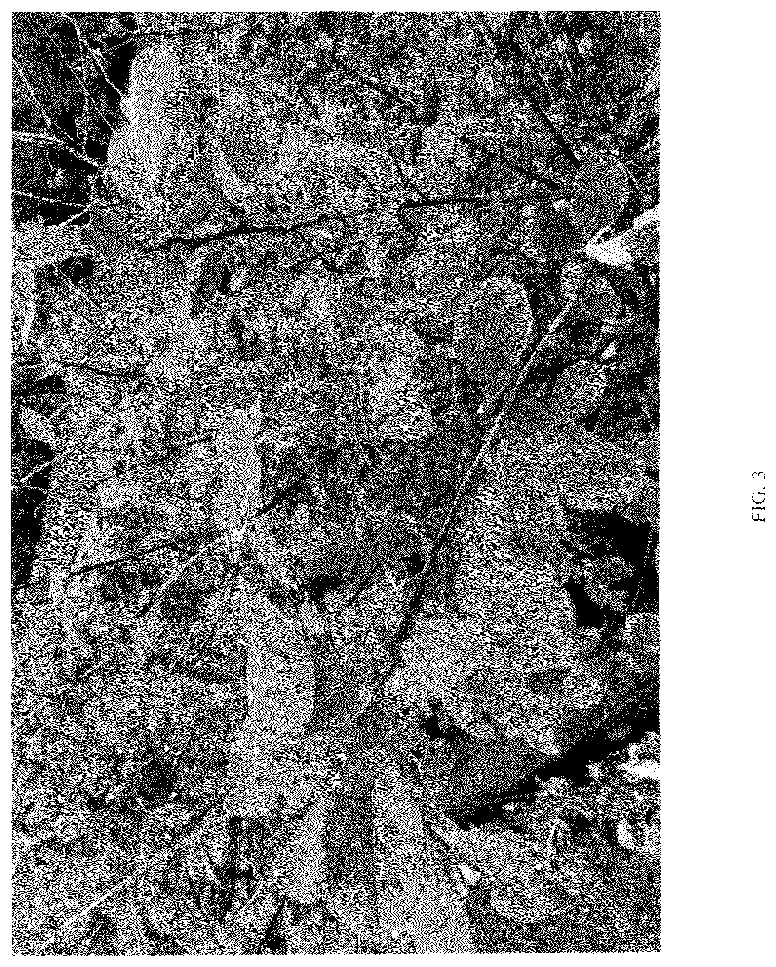 Patent USPP036882 Figure 3 – Aronia plant named ‘UCONNAA001’