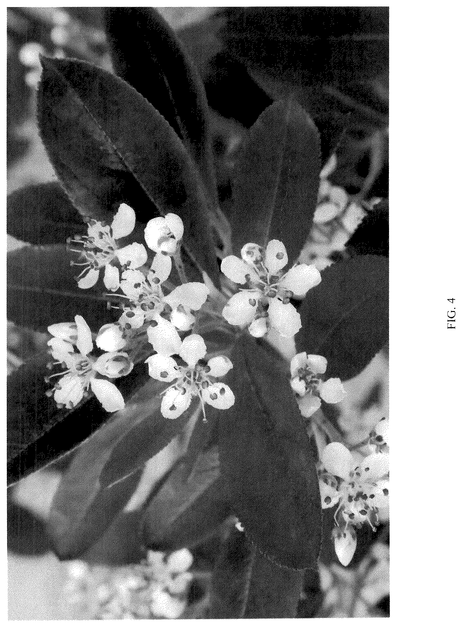 Patent USPP036882 Figure 4 – Aronia plant named ‘UCONNAA001’