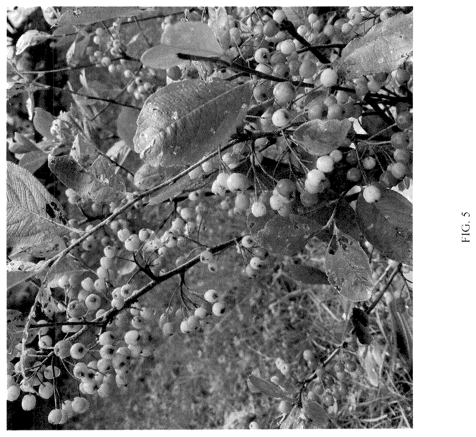 Patent USPP036882 Figure 5 – Aronia plant named ‘UCONNAA001’