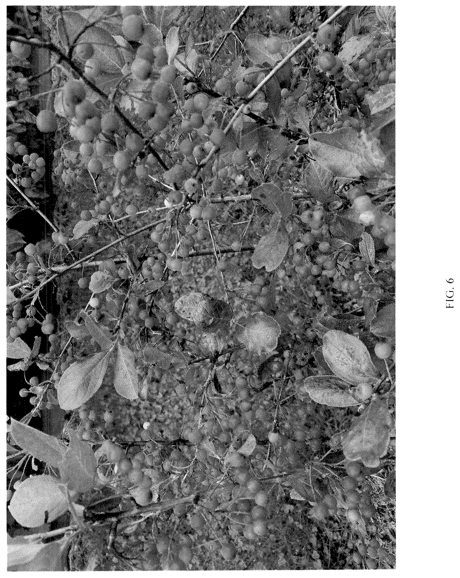Patent USPP036882 Figure 6 – Aronia plant named ‘UCONNAA001’