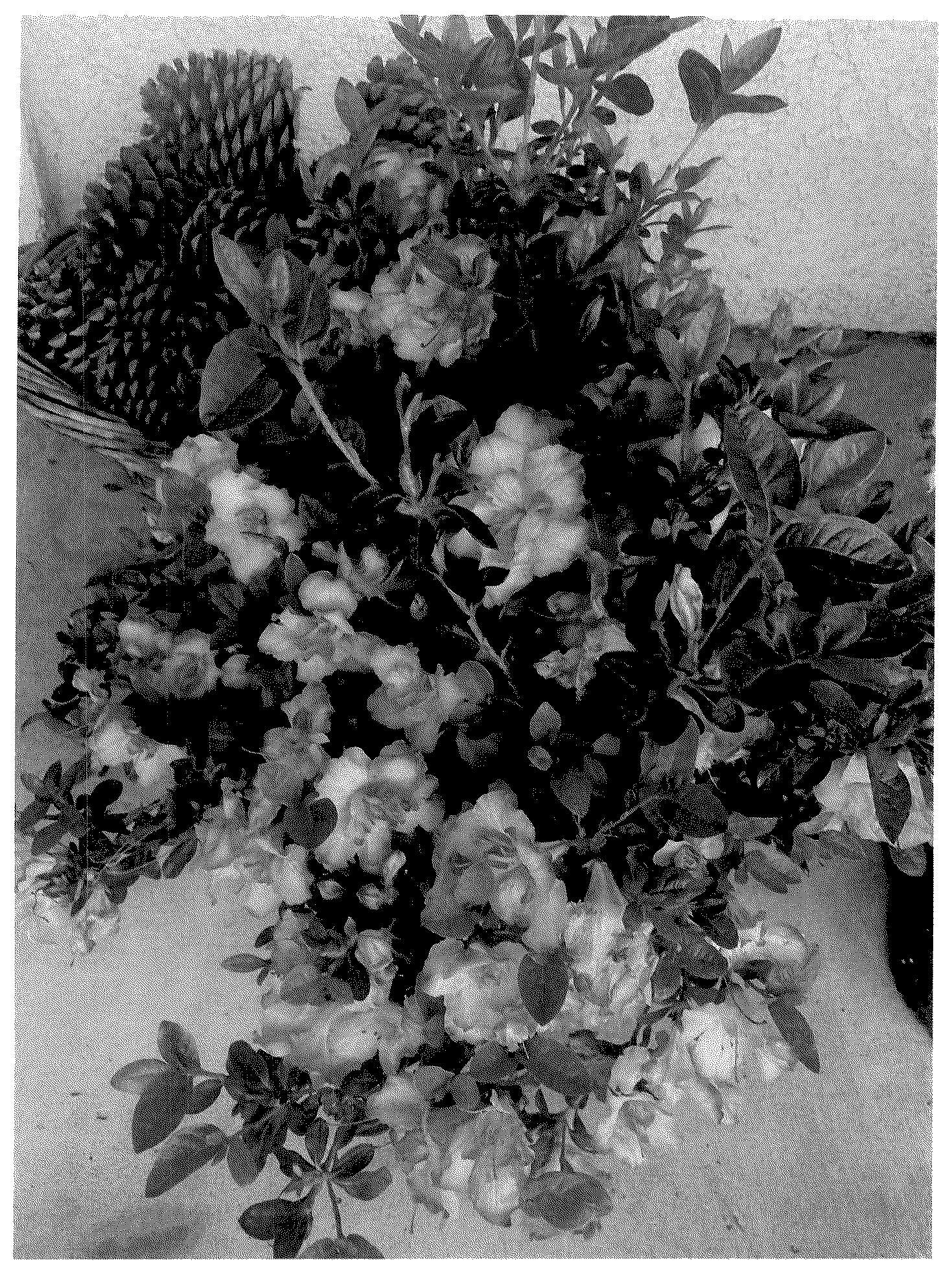 Patent USPP036883 Figure 1 – Rhododendron plant named ‘ROBLEZP’