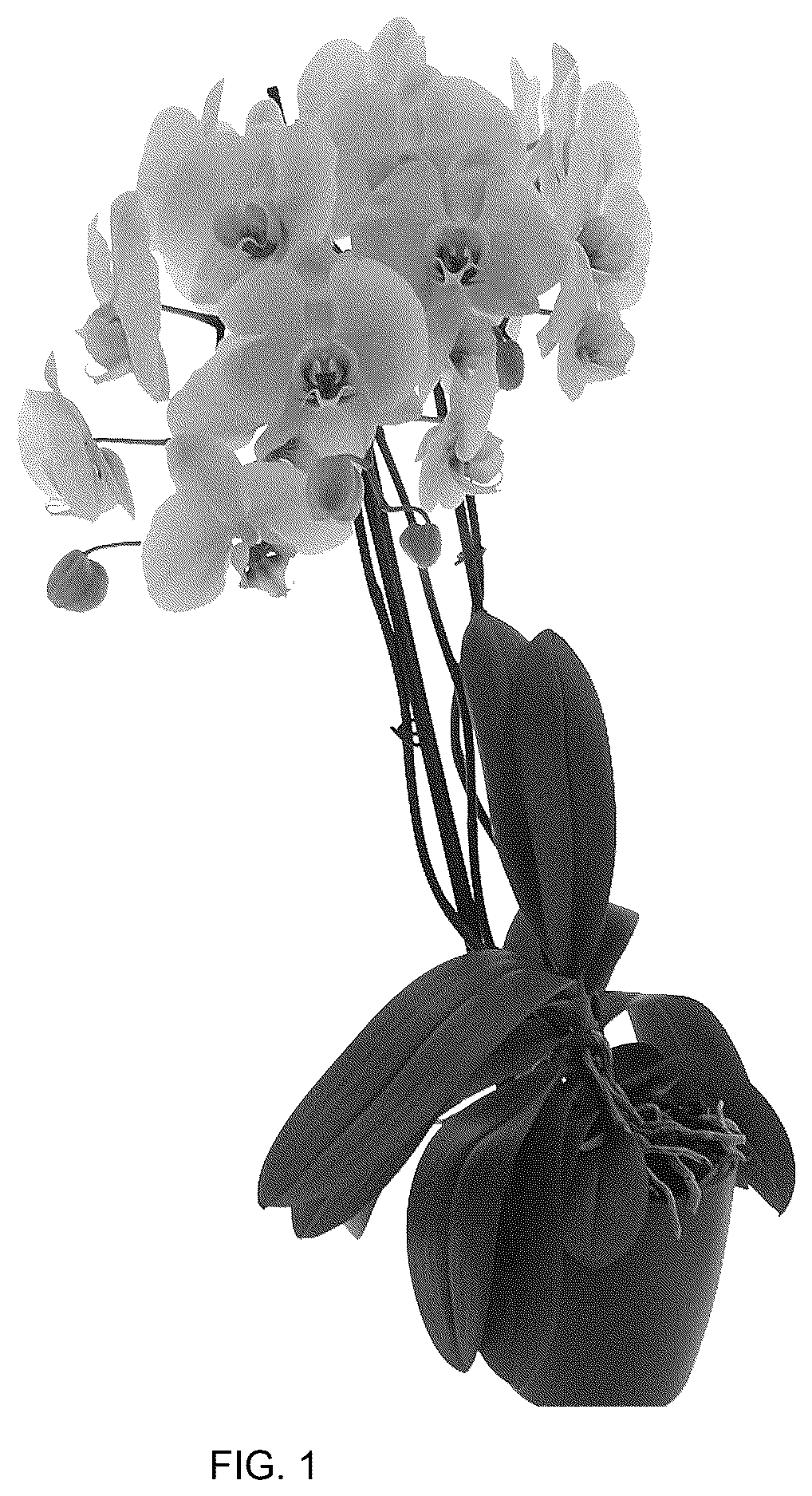 Patent USPP036884 Figure 1 – Phalaenopsis plant named ‘PHA760527’