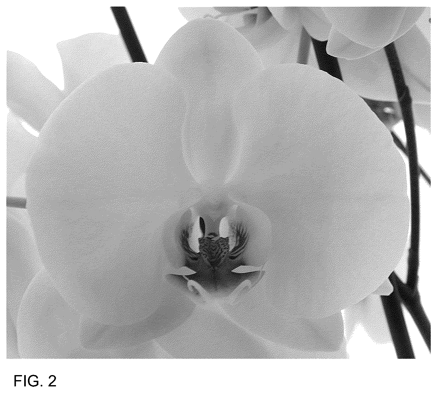 Patent USPP036884 Figure 2 – Phalaenopsis plant named ‘PHA760527’