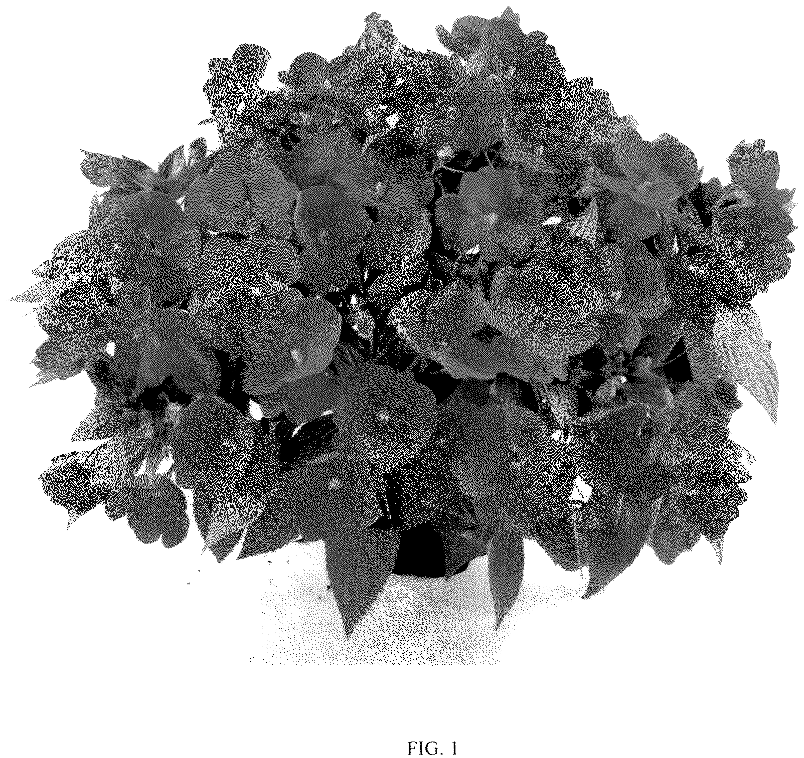Patent USPP036885 Figure 1 – Impatiens plant named ‘DIMPSLPRRD’