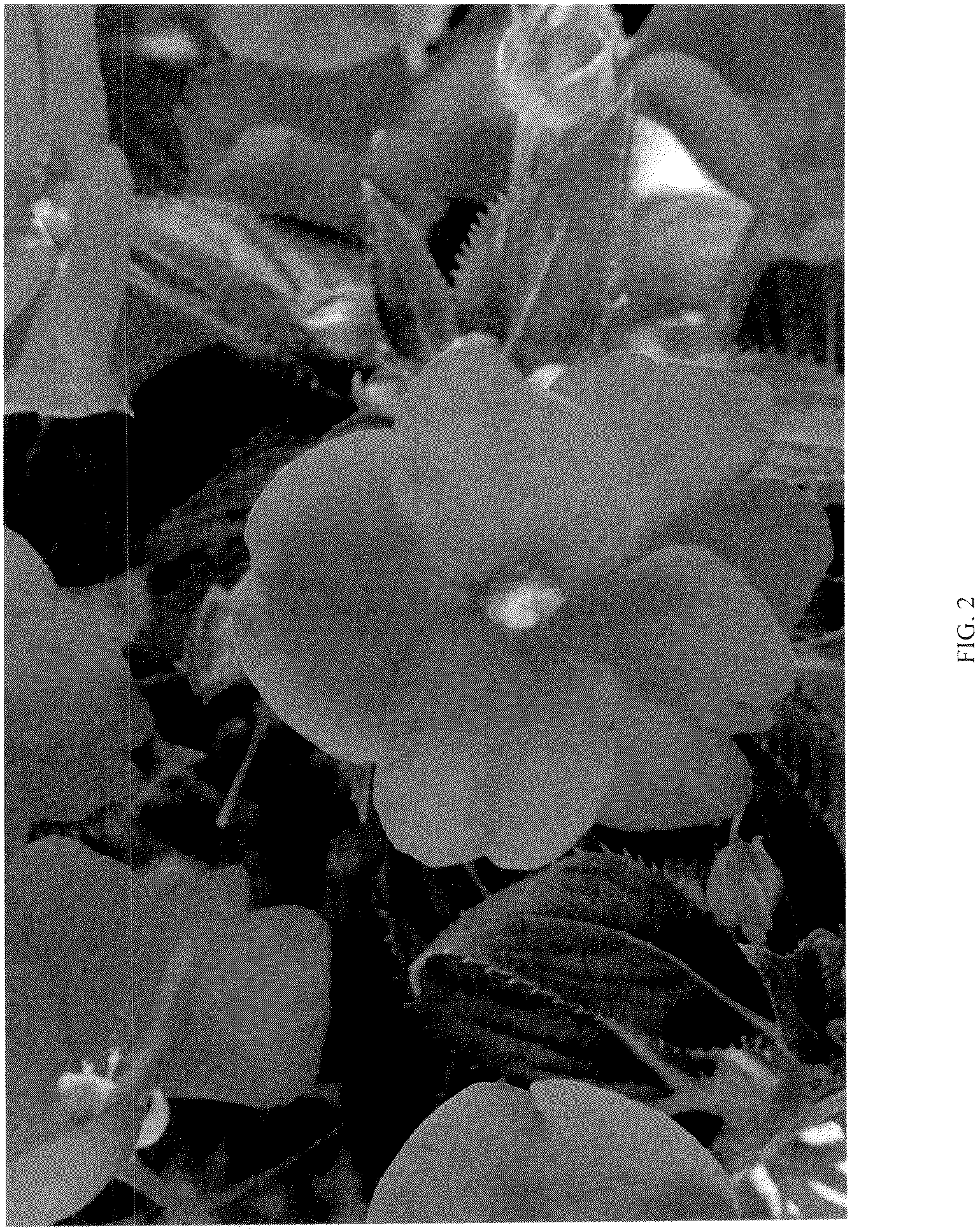 Patent USPP036885 Figure 2 – Impatiens plant named ‘DIMPSLPRRD’