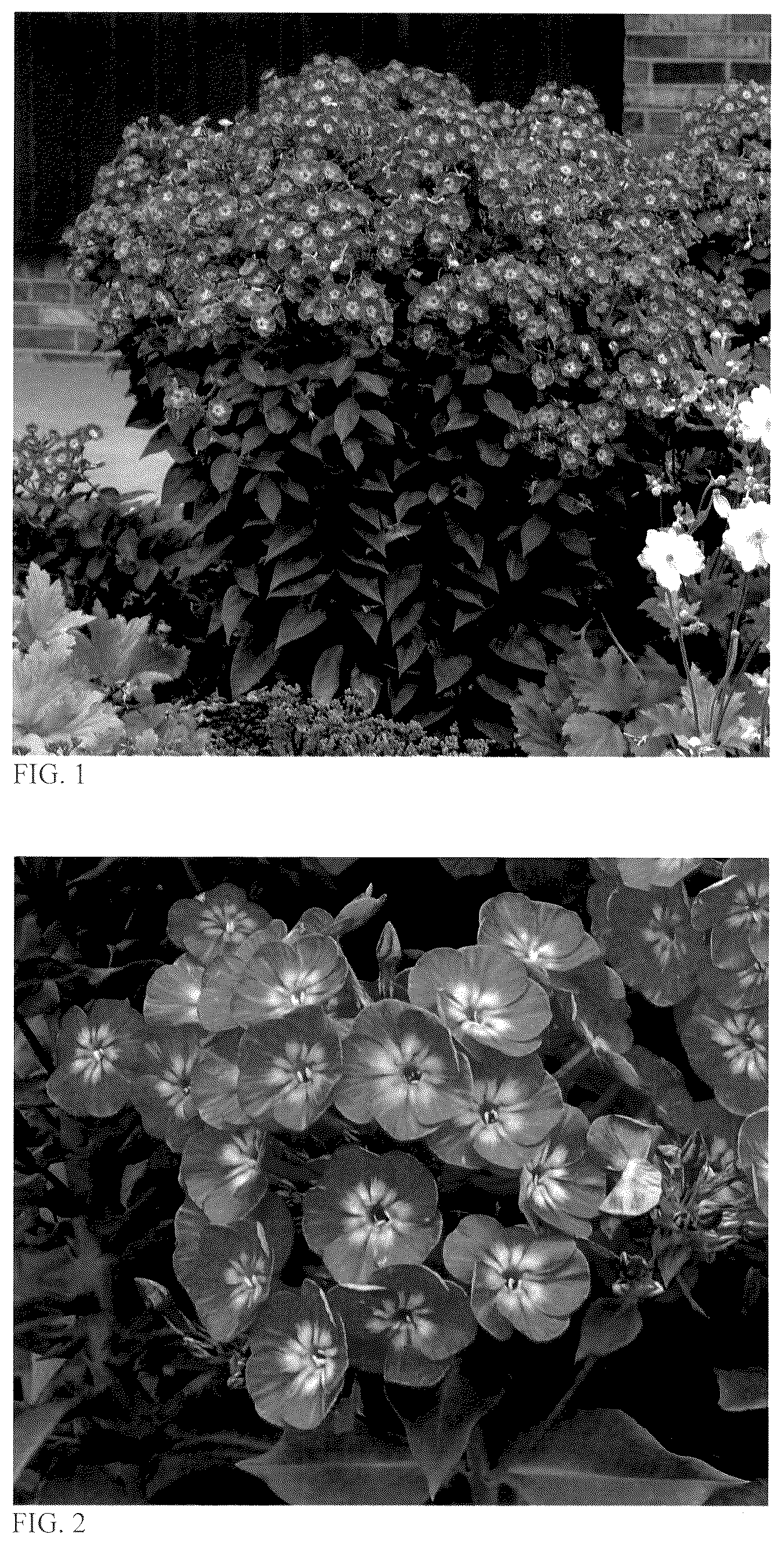 Patent USPP036886 Figure 1 – Phlox plant named ‘Dream Girl’