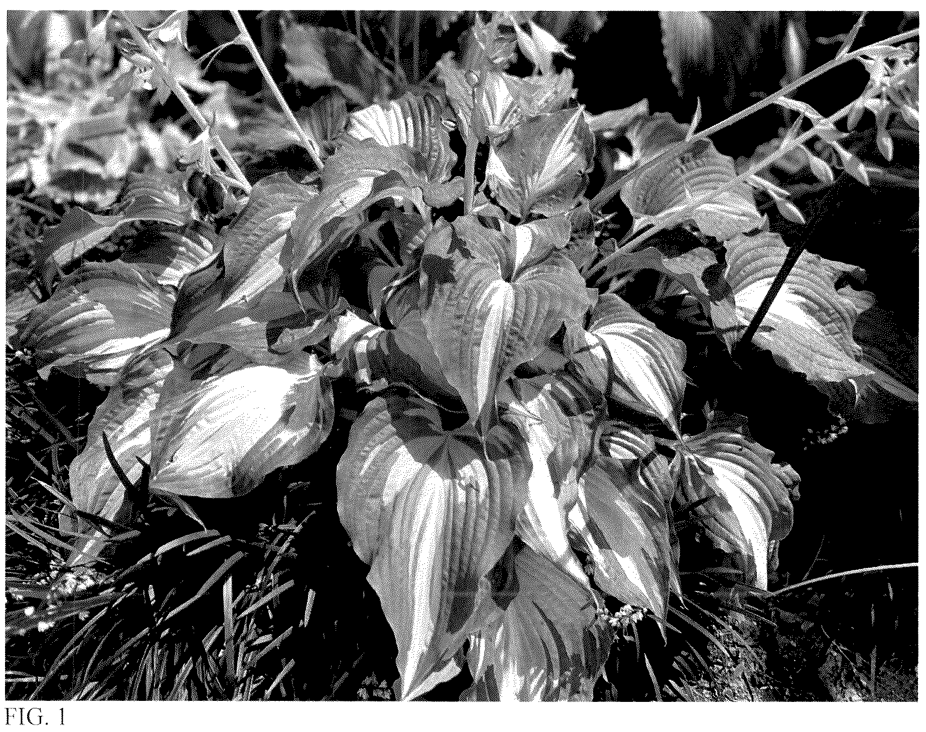 Patent USPP036887 Figure 1 – Hosta plant named ‘Leaving Me Breathless’