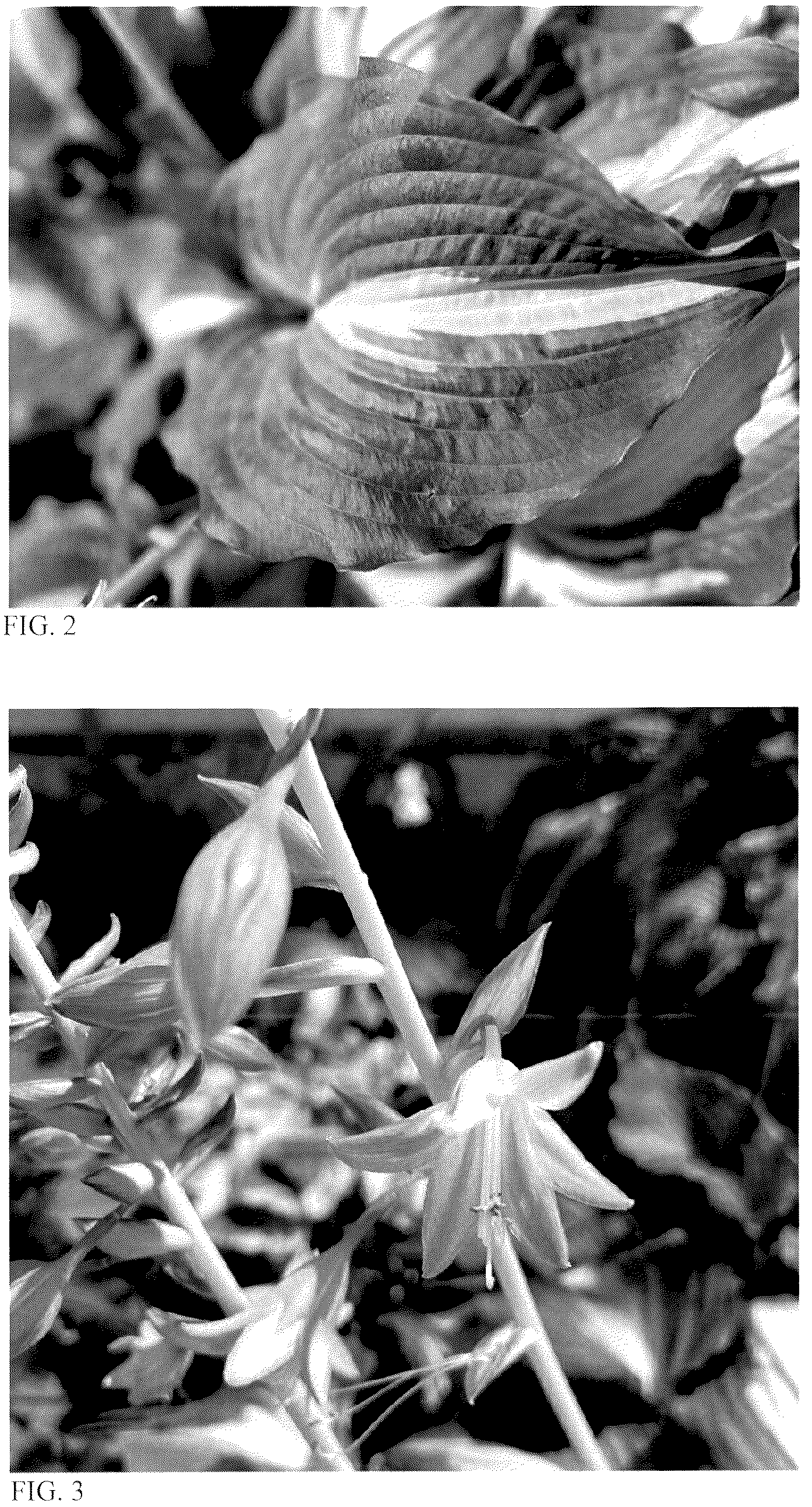 Patent USPP036887 Figure 2 – Hosta plant named ‘Leaving Me Breathless’