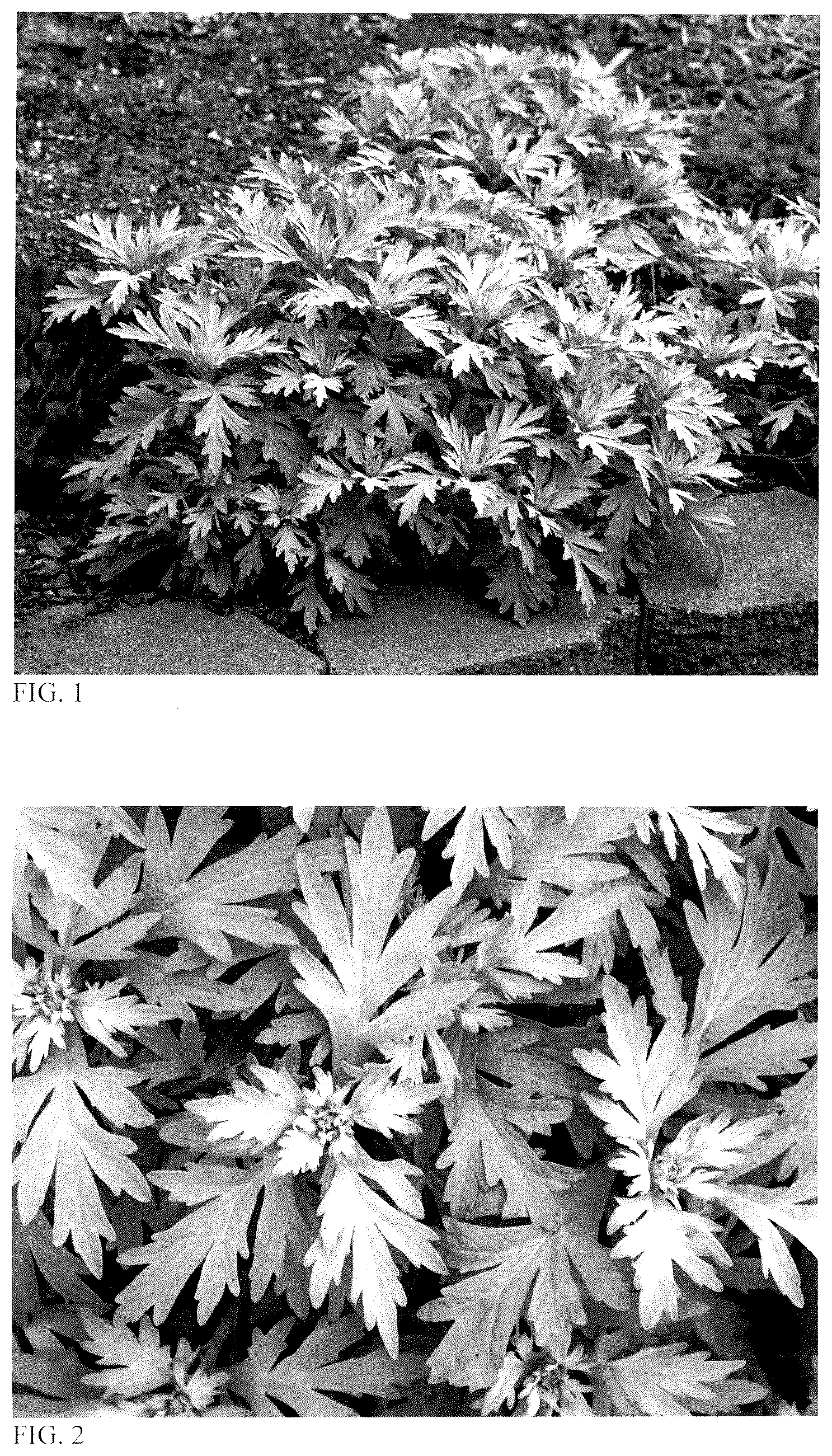 Patent USPP036888 — Artemisia plant named ‘Silver Lining’ — Figure 1