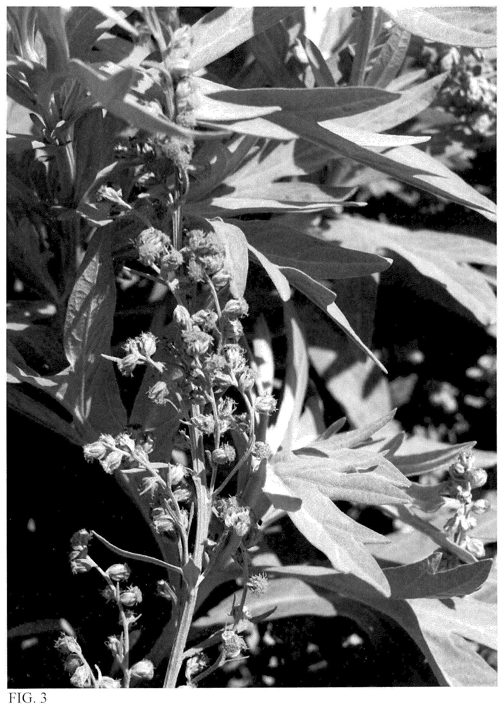 Patent USPP036888 Figure 2 – Artemisia plant named ‘Silver Lining’