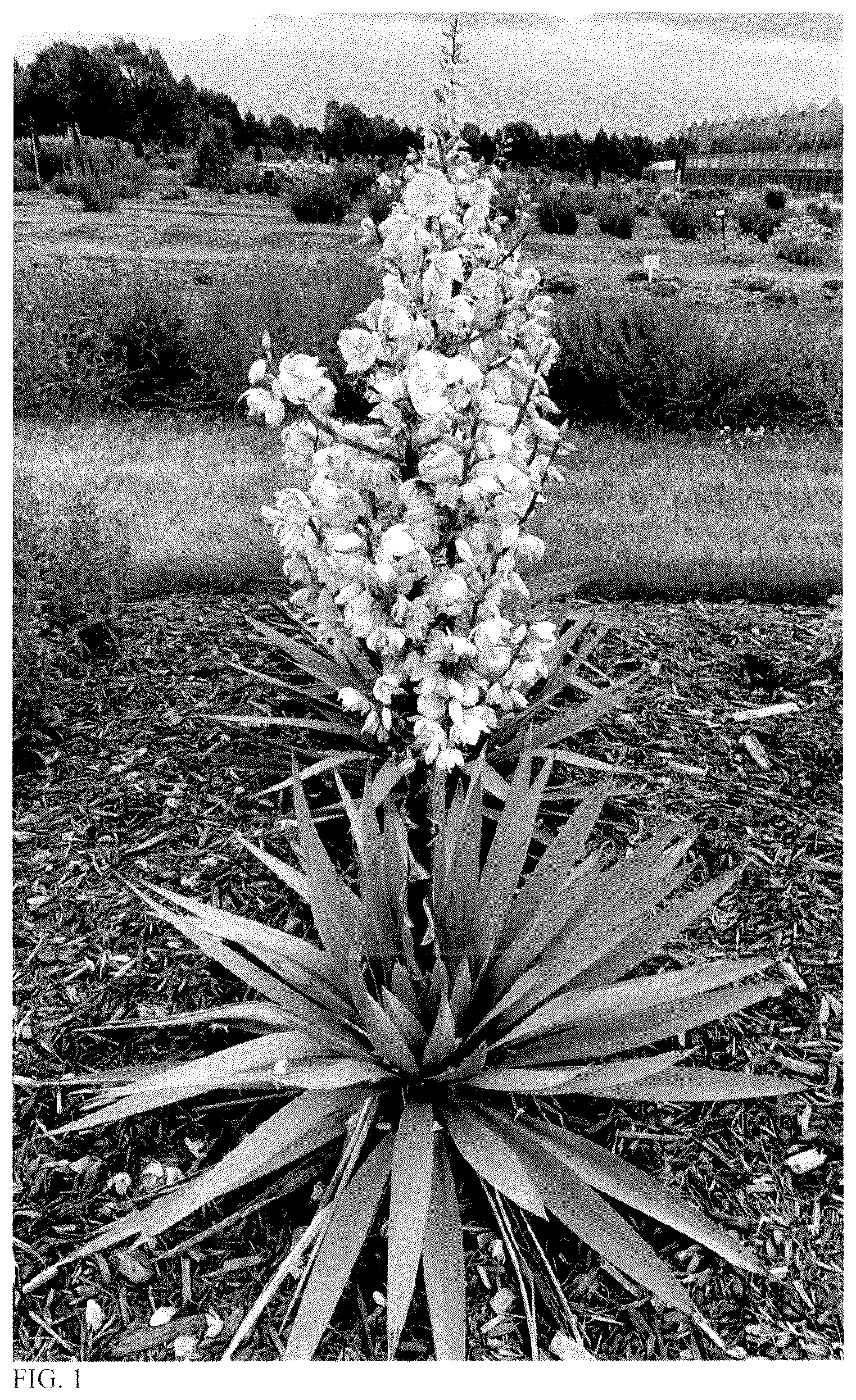 Patent USPP036889 Figure 1 – Yucca plant named ‘Dragon Slayer’